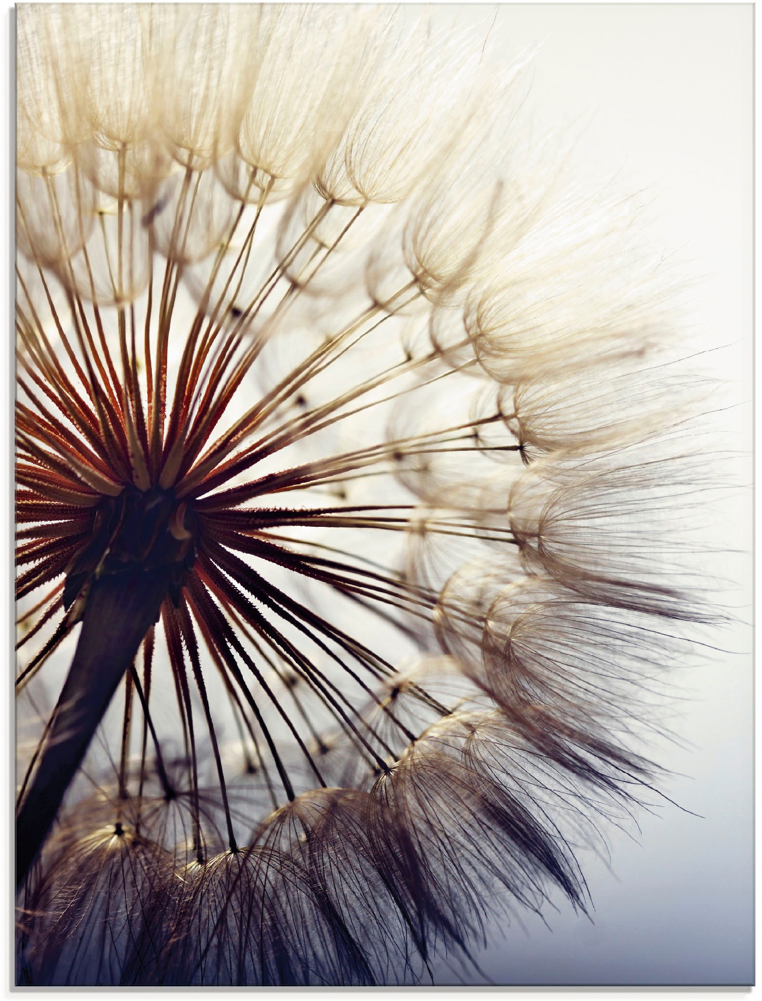 Artland Stiklinis paveikslas »Große Pusteblume...