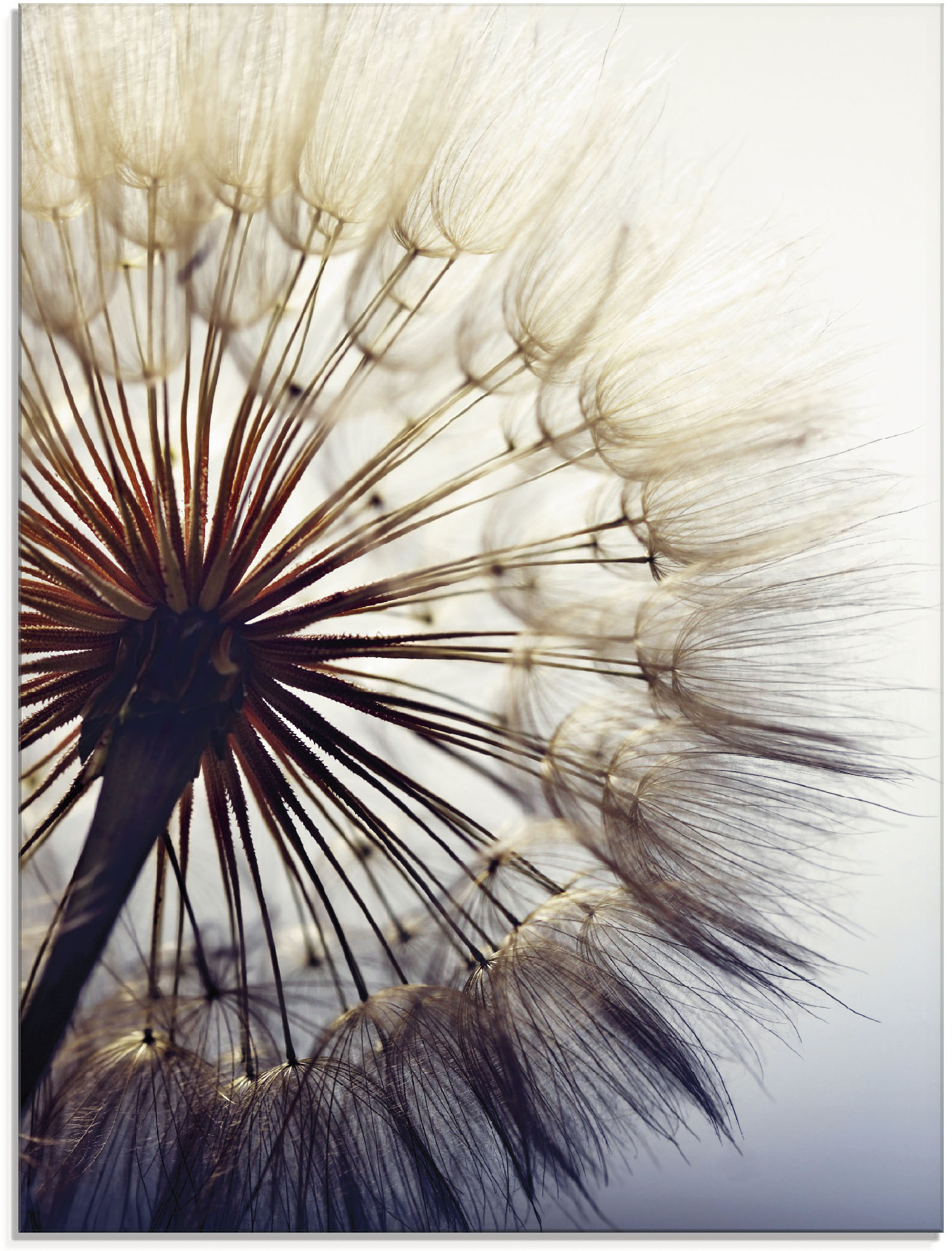 Artland Glasbild "Große Pusteblume" Blumen 1 Stk. tlg. in verschiedenen Größen