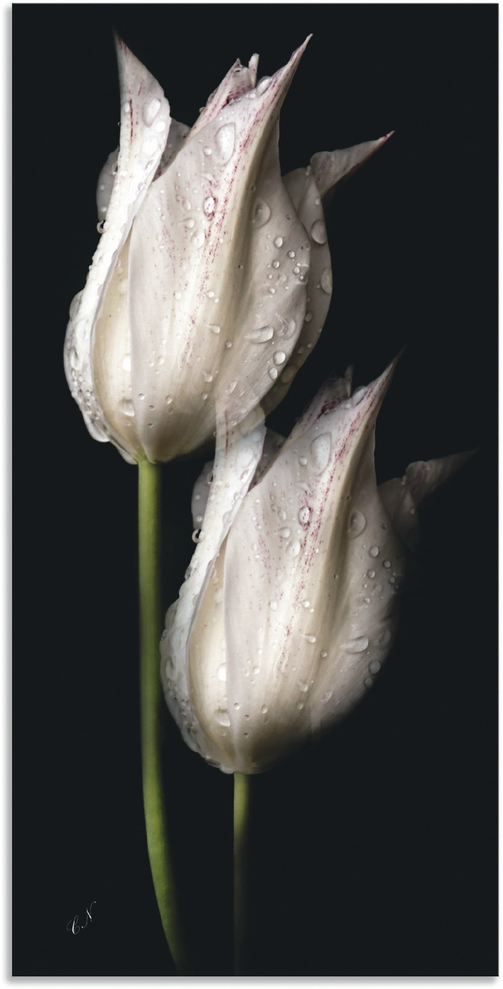 Artland Wandbild "Weiße Tulpen in der Nacht" Blumenbilder 1 Stk. tlg. als A günstig online kaufen
