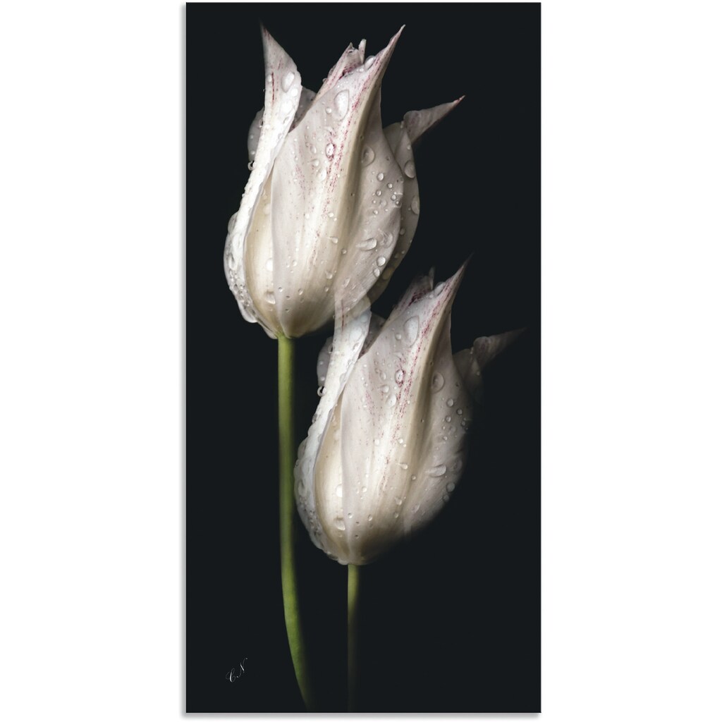 Artland Wandbild »Weiße Tulpen in der Nacht«, Blumenbilder, (1 St.)