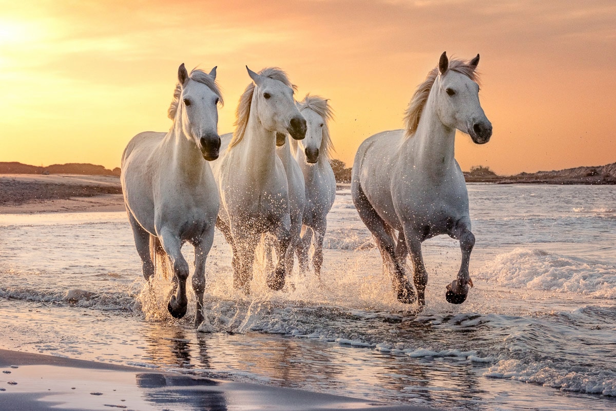 Papermoon "Pferde im Wasser"