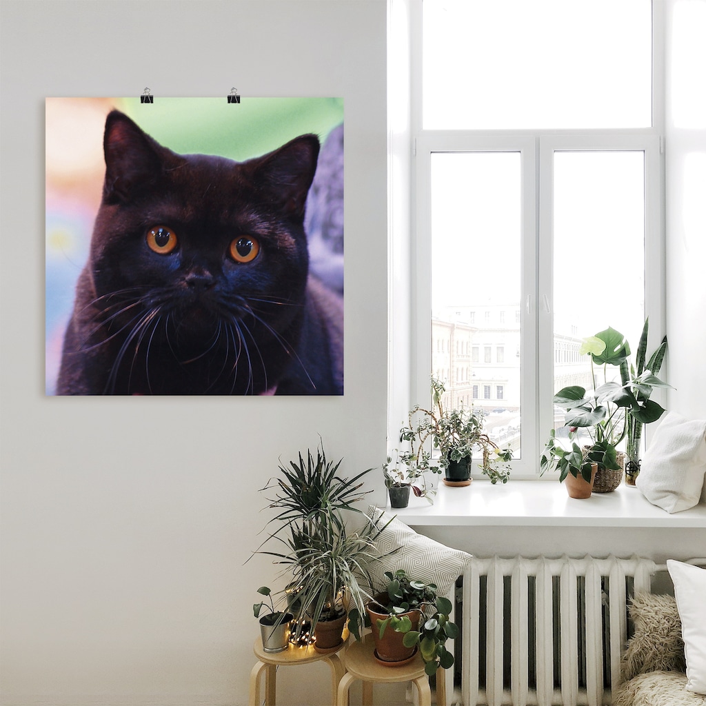 Artland Wandbild »Schwarze Britisch Kurzhaarkatze«, Haustiere, (1 St.)