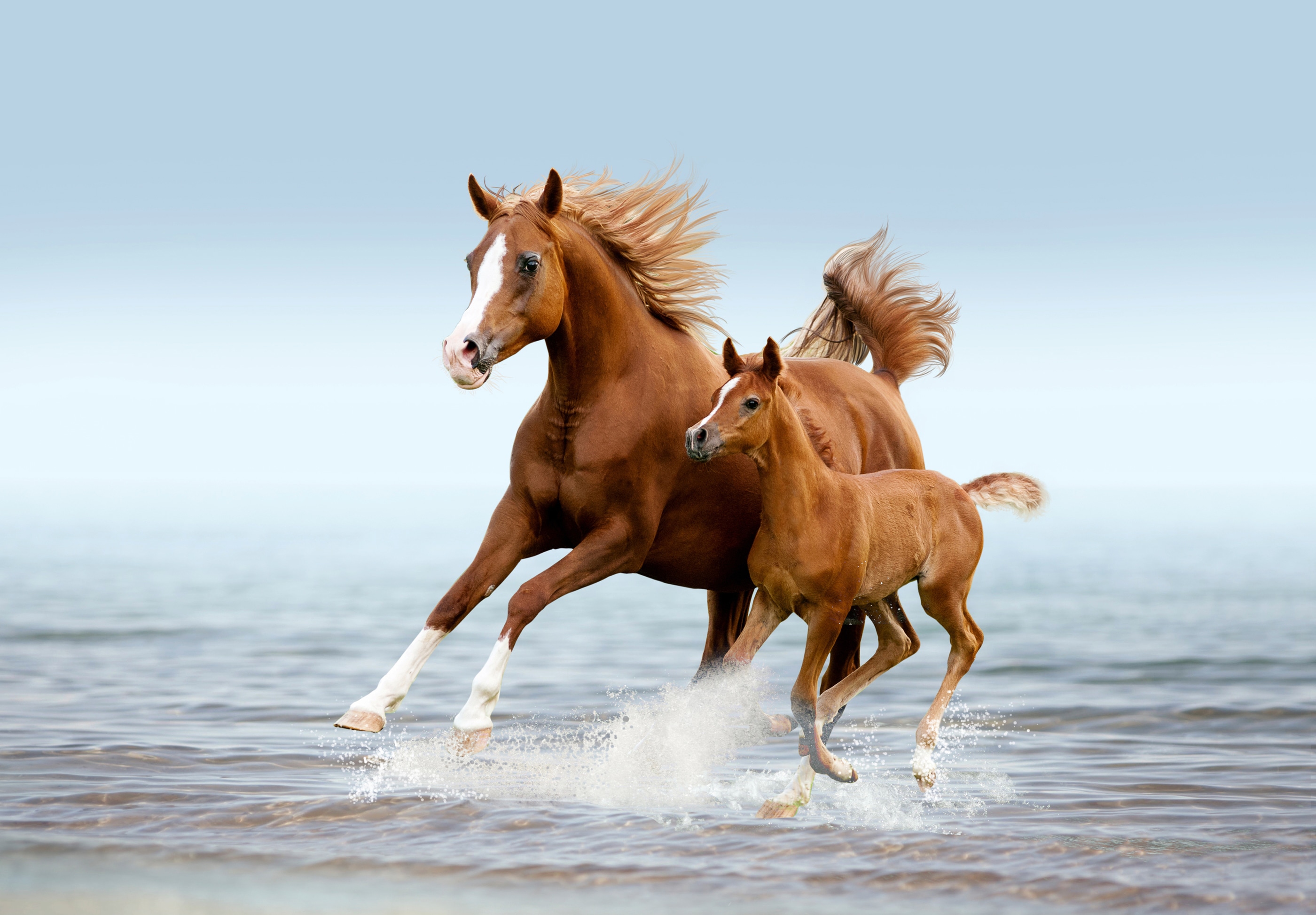 Papermoon Fototapete "PFERDE IM GALOPP-ARABISCHE STUTE MIT FOHLEN TIER STRAND"