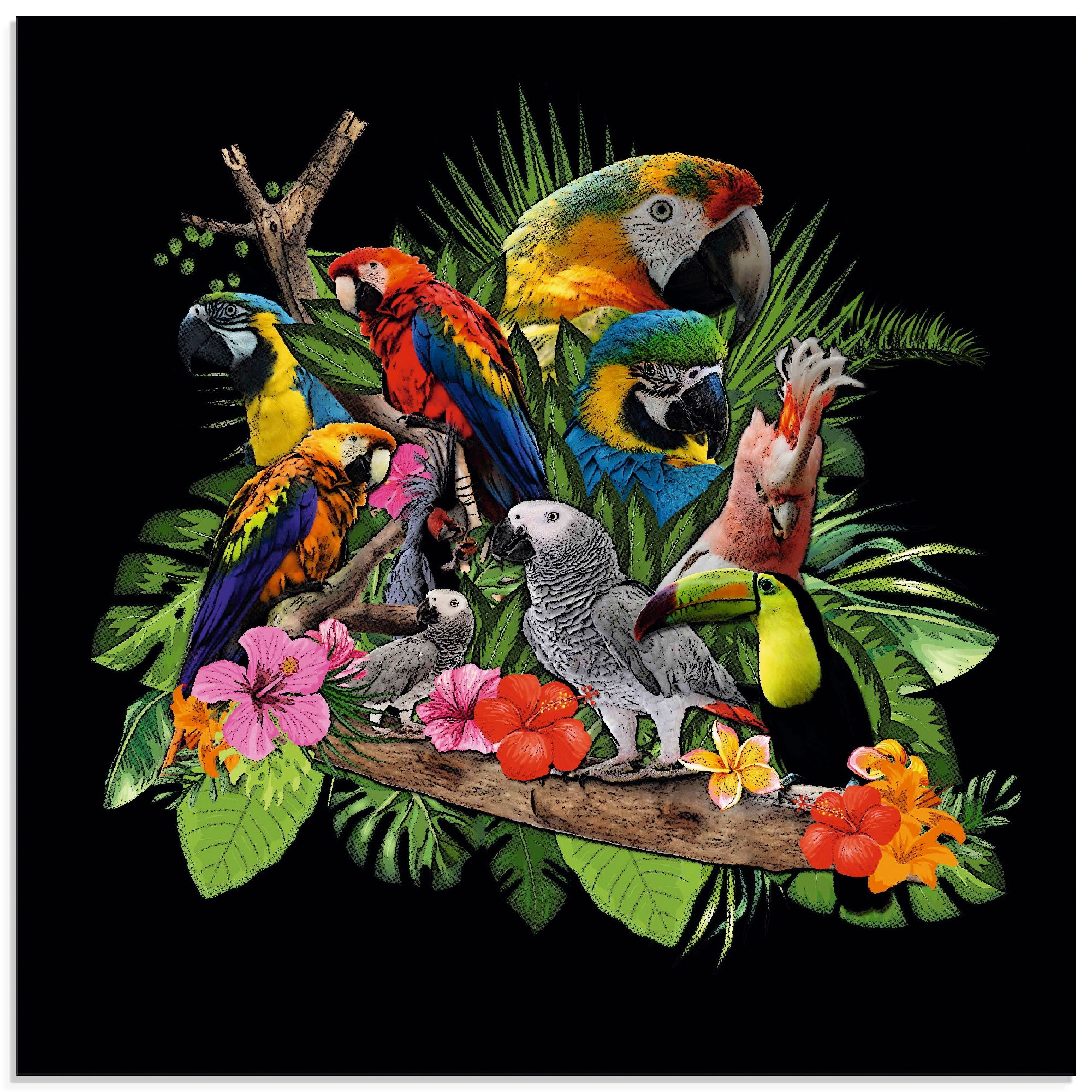 Artland Glasbild "Papageien Graupapagei Kakadu Dschungel" Vögel 1 Stk. tlg. in verschiedenen Größen