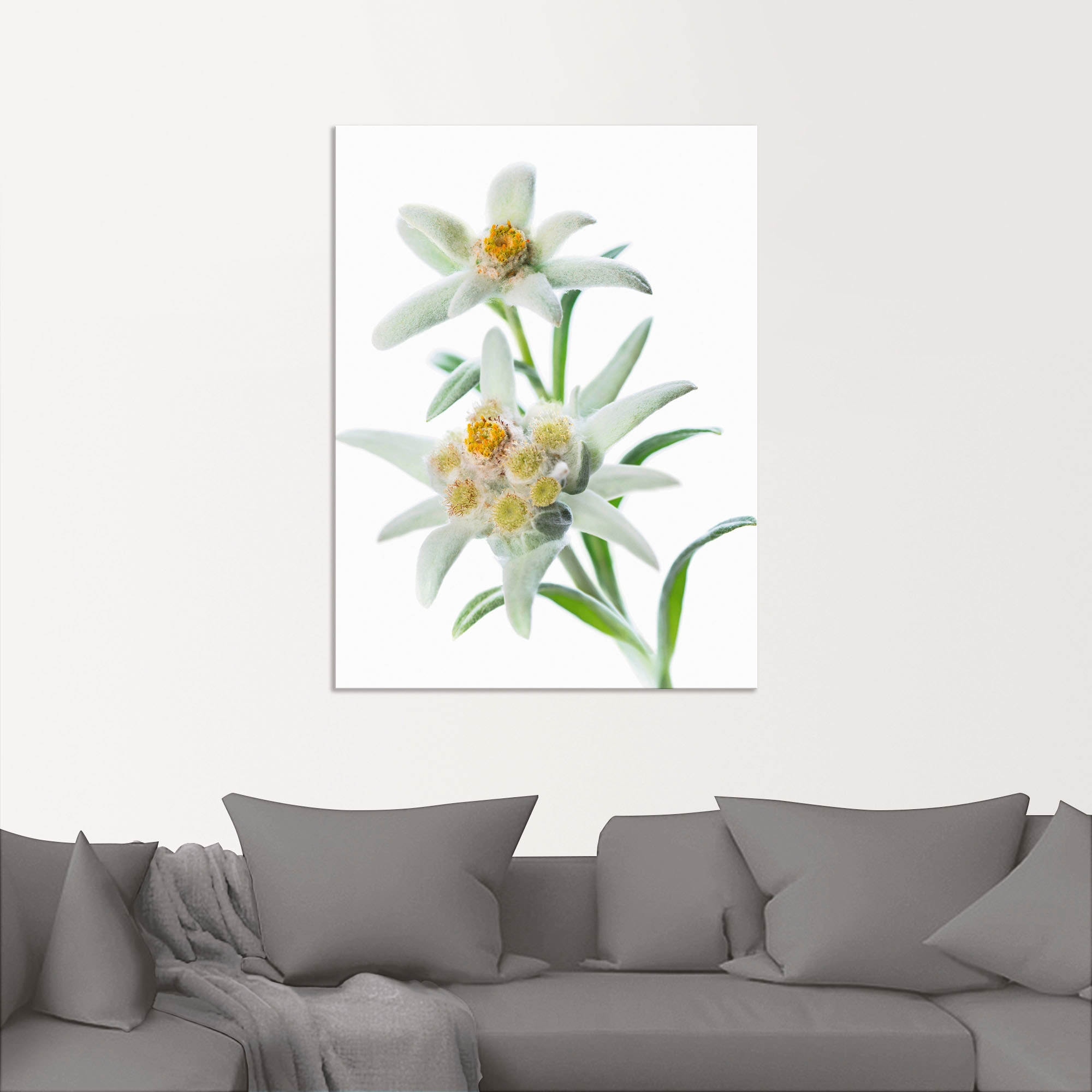 Artland Wandbild »Edelweiss«, Blumen, (1 St.), als Poster, Wandaufkleber in verschied. Größen