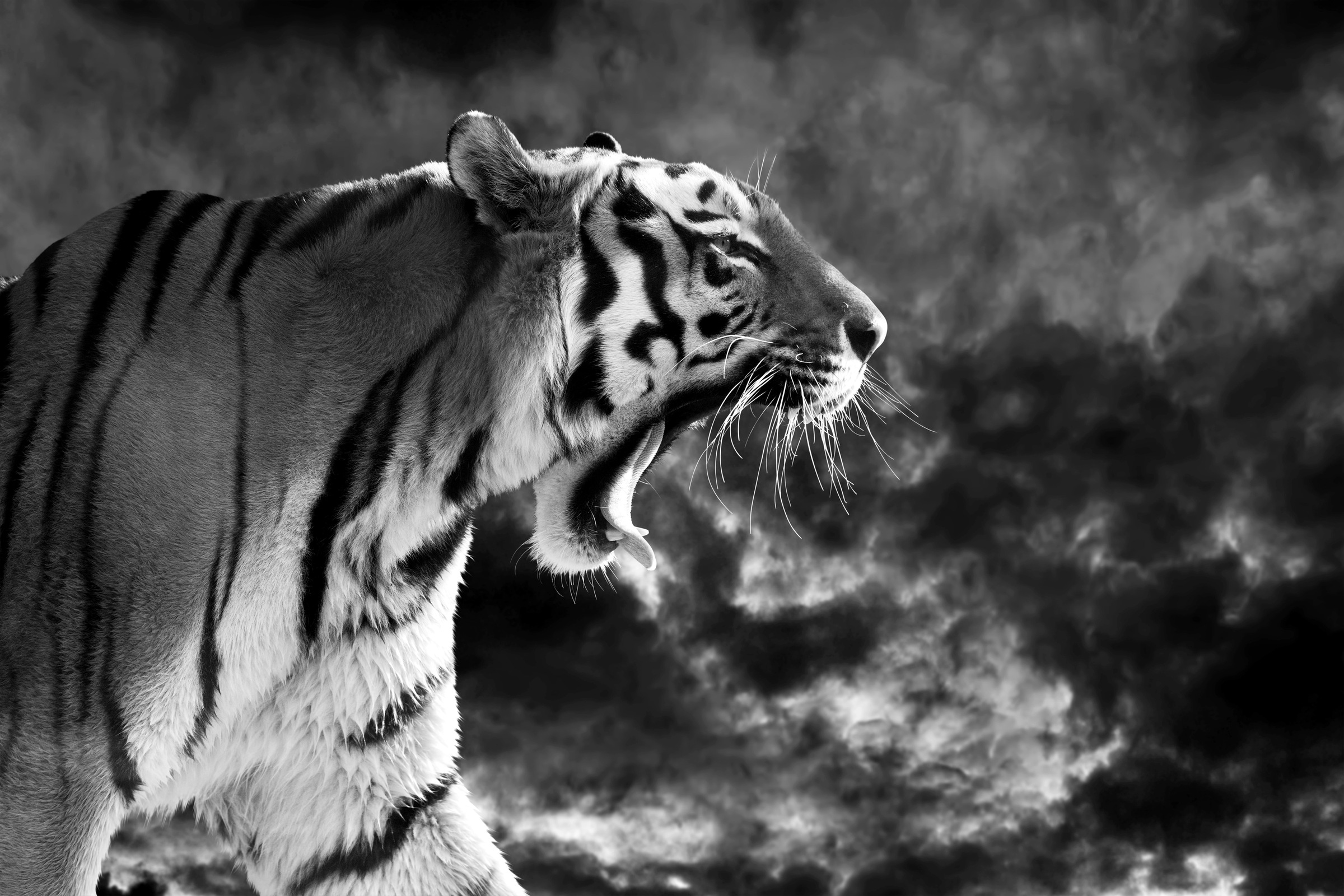 Fototapete »Tiger Schwarz & Weiß«