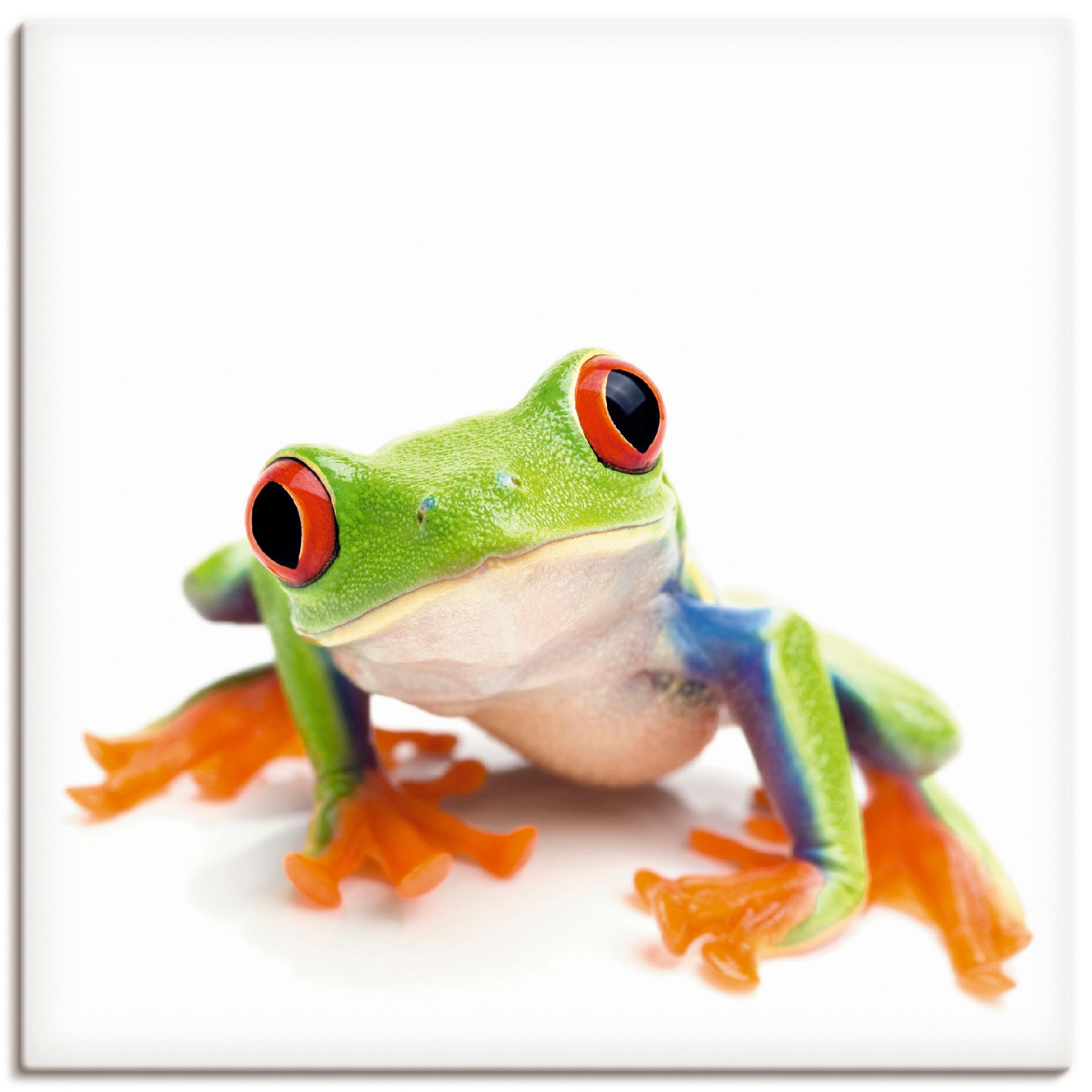 Artland Wandbild "Großaufnahme eines Frosches vor weiß" Wassertiere 1 Stk. günstig online kaufen