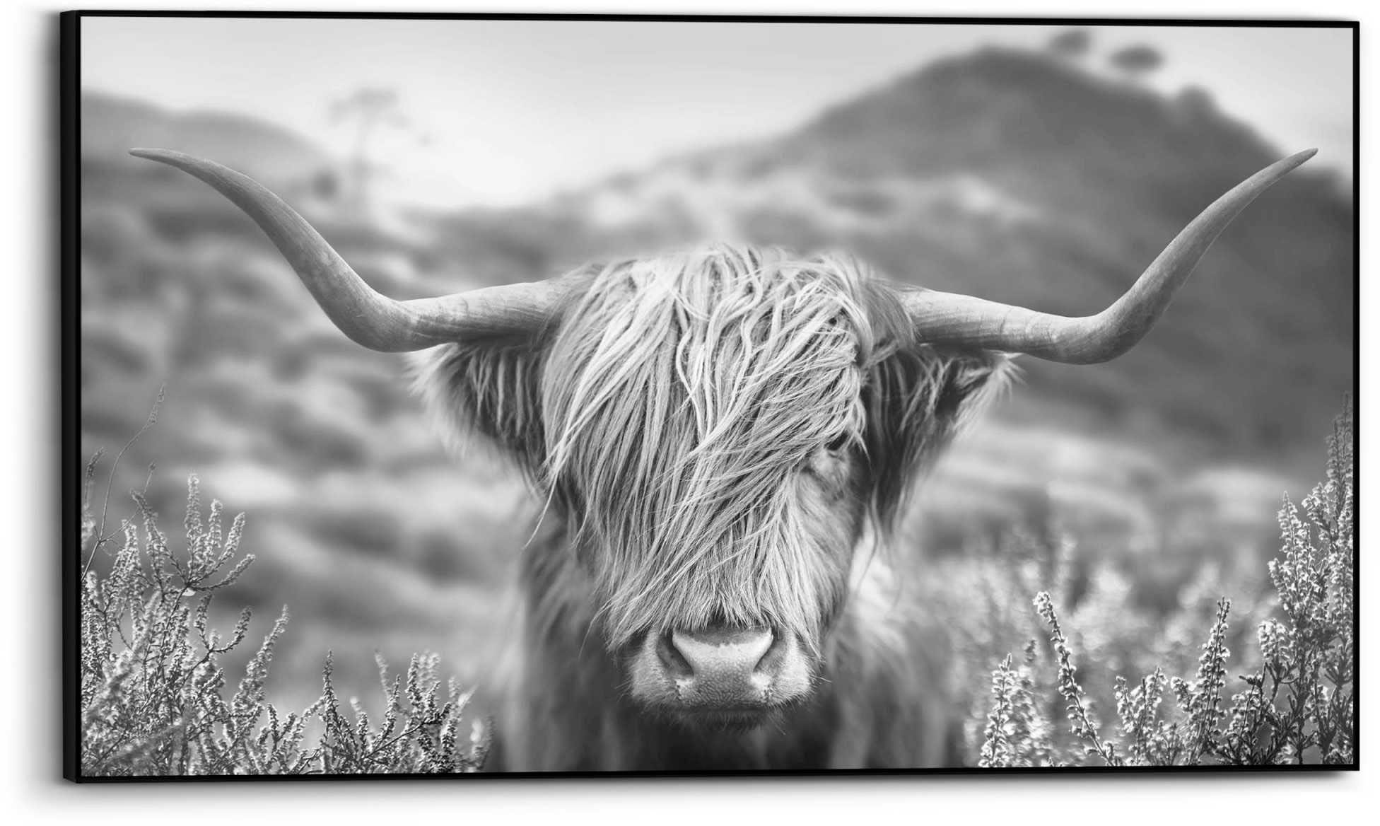 kaufen Nahaufnahme Hochlandrind »Wandbild Reinders! Wandbild St.) | Highlander Kuh, Tiermotiv BAUR Bild«, - - (1 Bulle