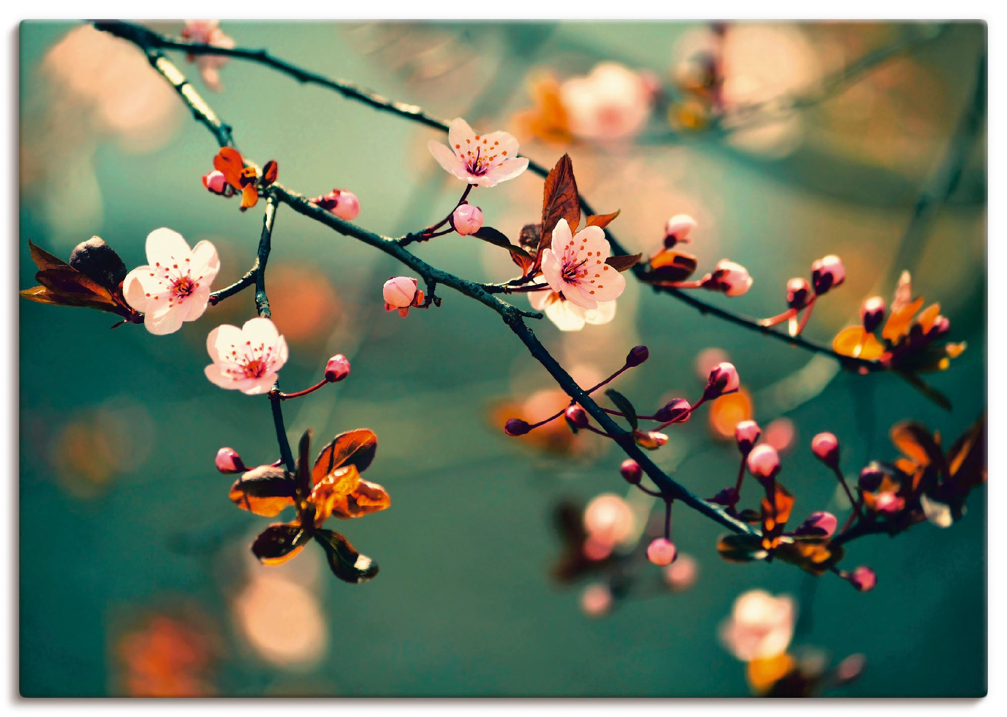 Artland Wandbild "Japanische Kirsch Sakura Blumen", Blumen, (1 St.), als Leinwandbild, Poster in verschied. Größen