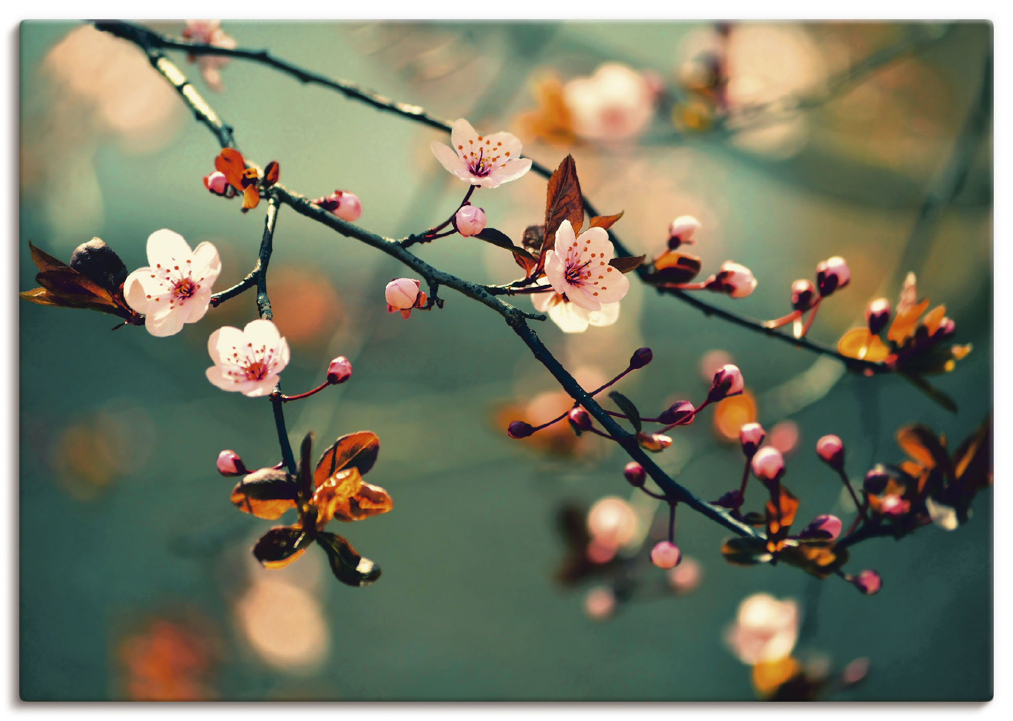 Artland Wandbild "Japanische Kirsch Sakura Blumen" Blumen 1 Stk. tlg. als Leinwandbild, Poster in verschied. Größen