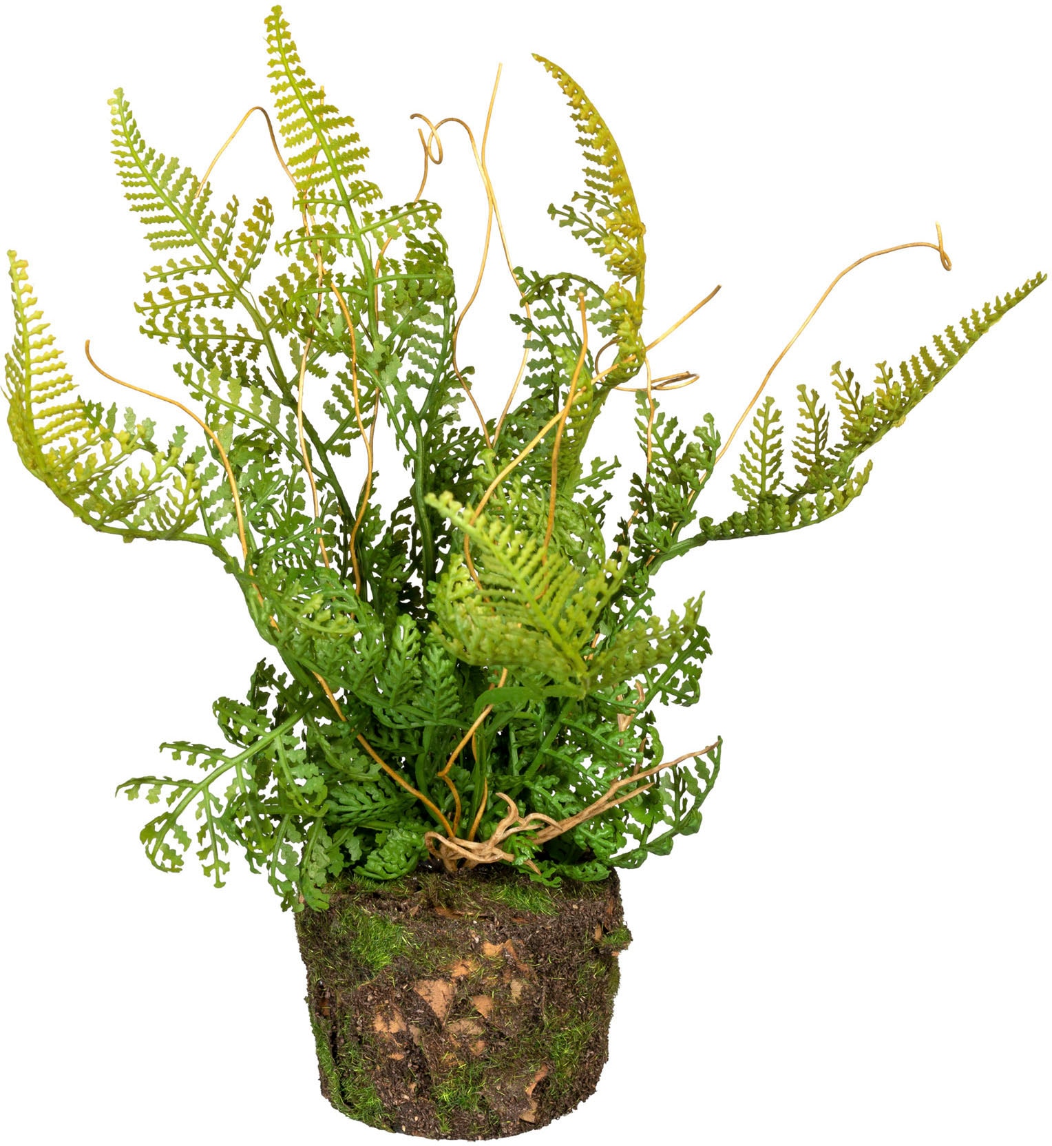 Creativ green Künstliche Zimmerpflanze »Set aus Farnpflanzen auf Wurzelballen« 3er Set