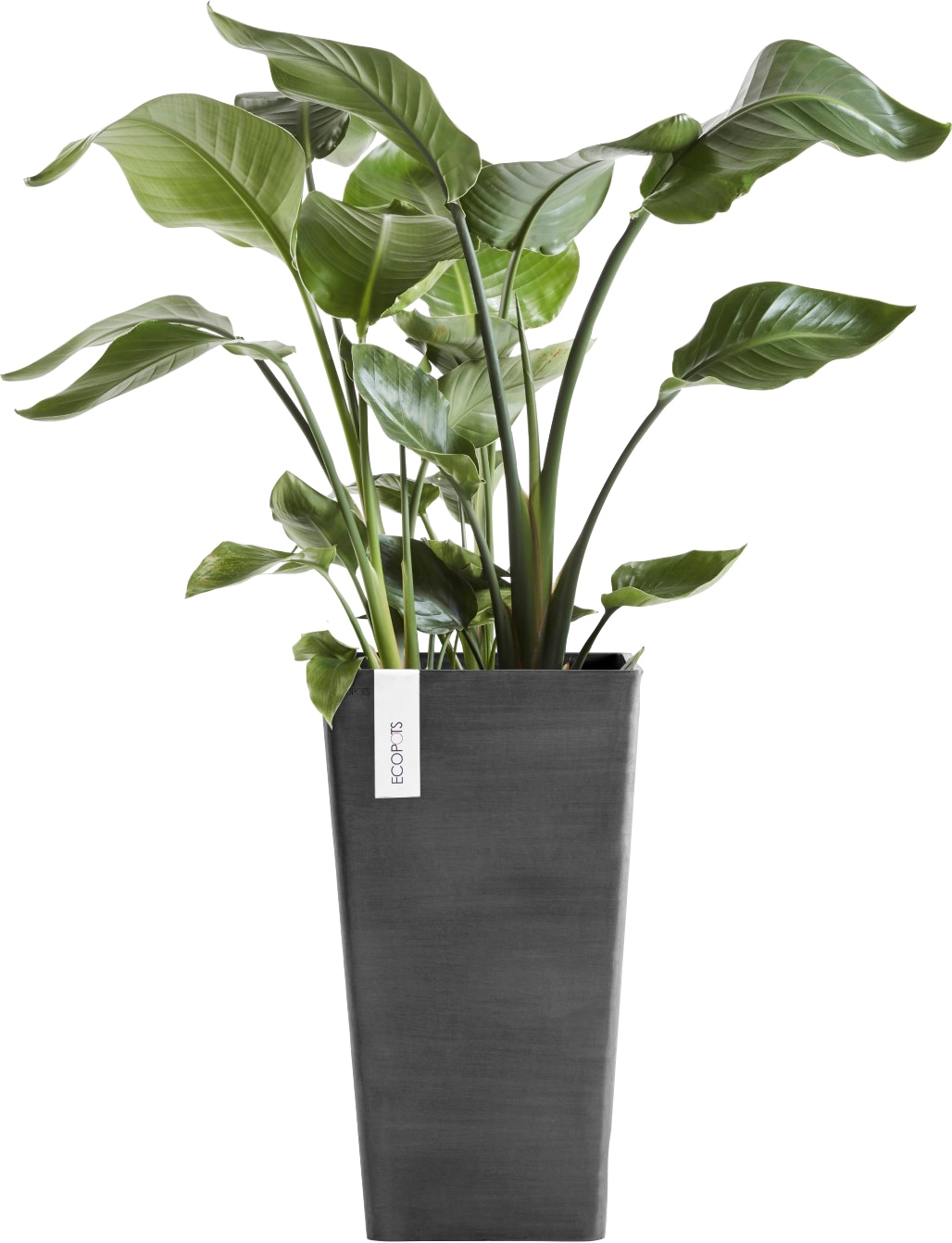 Dark 31x31x56 Grey«, Blumentopf HIGH bestellen cm BxTxH: »ROTTERDAM BAUR ECOPOTS | MID