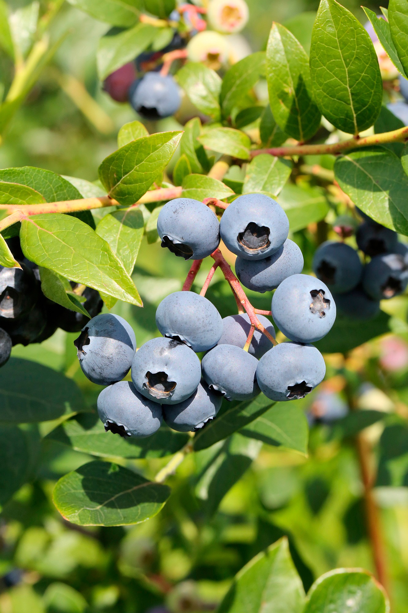 Black Friday BCM Obstpflanze »Heidelbeere 'Bluejay' Stämmchen«, (1 St.),  Höhe: 70 cm Stammhöhe, 1 Pflanze | BAUR