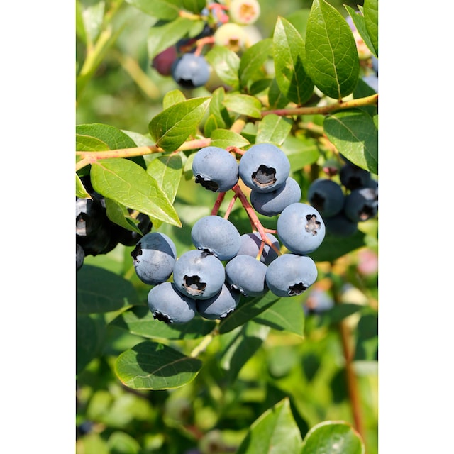 Black Friday BCM Obstpflanze »Heidelbeere \'Bluejay\' Stämmchen«, (1 St.),  Höhe: 70 cm Stammhöhe, 1 Pflanze | BAUR