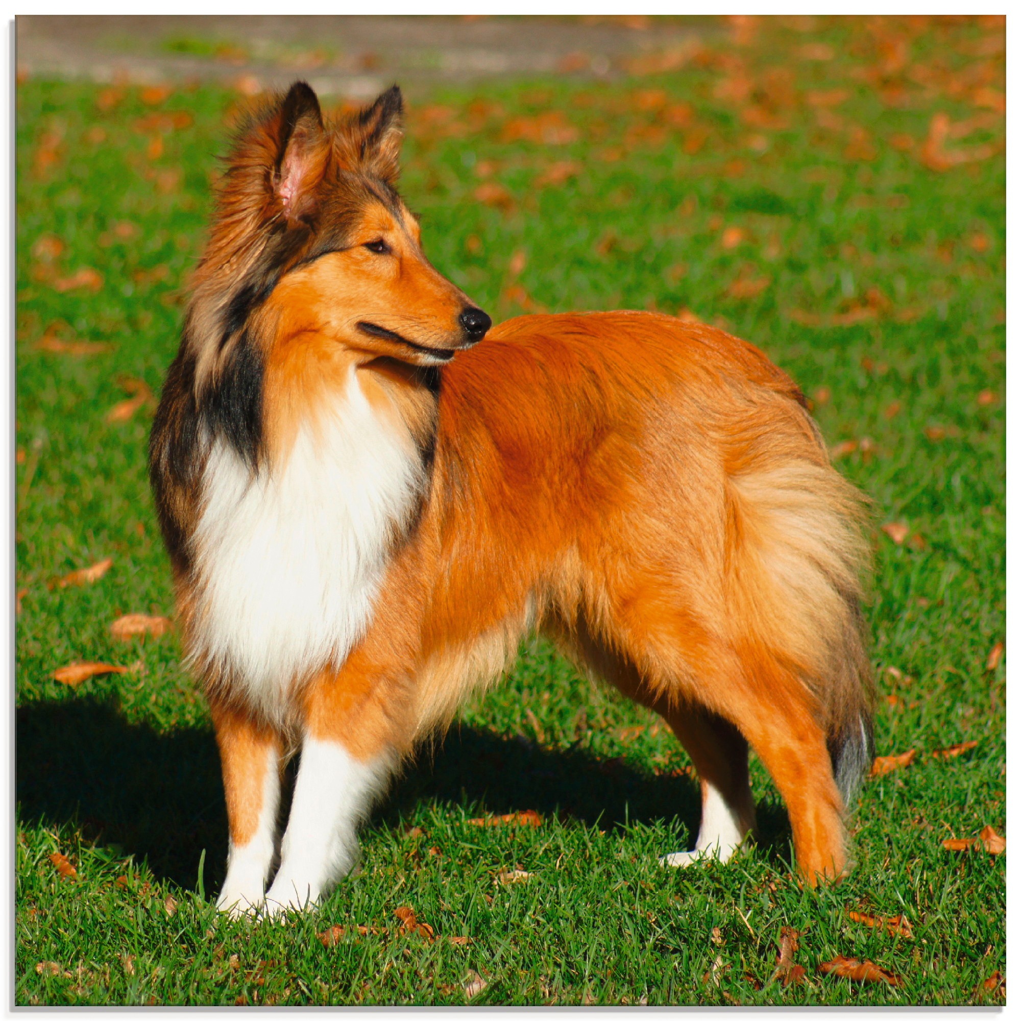 Artland Glasbild "Amerikanischer Collie", Haustiere, (1 St.), in verschiedenen Größen