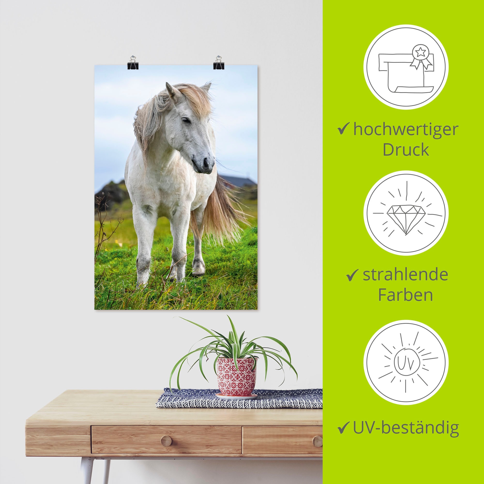 Wandbild ARTLAND "Weißes Islandpferd auf Wiese", farbe bild(er): weiß, B:60cm H:90cm, Papier, Bilder, als Alubild, Leinwandbild, Poster, Wandaufkleber in verschied. Größen 2