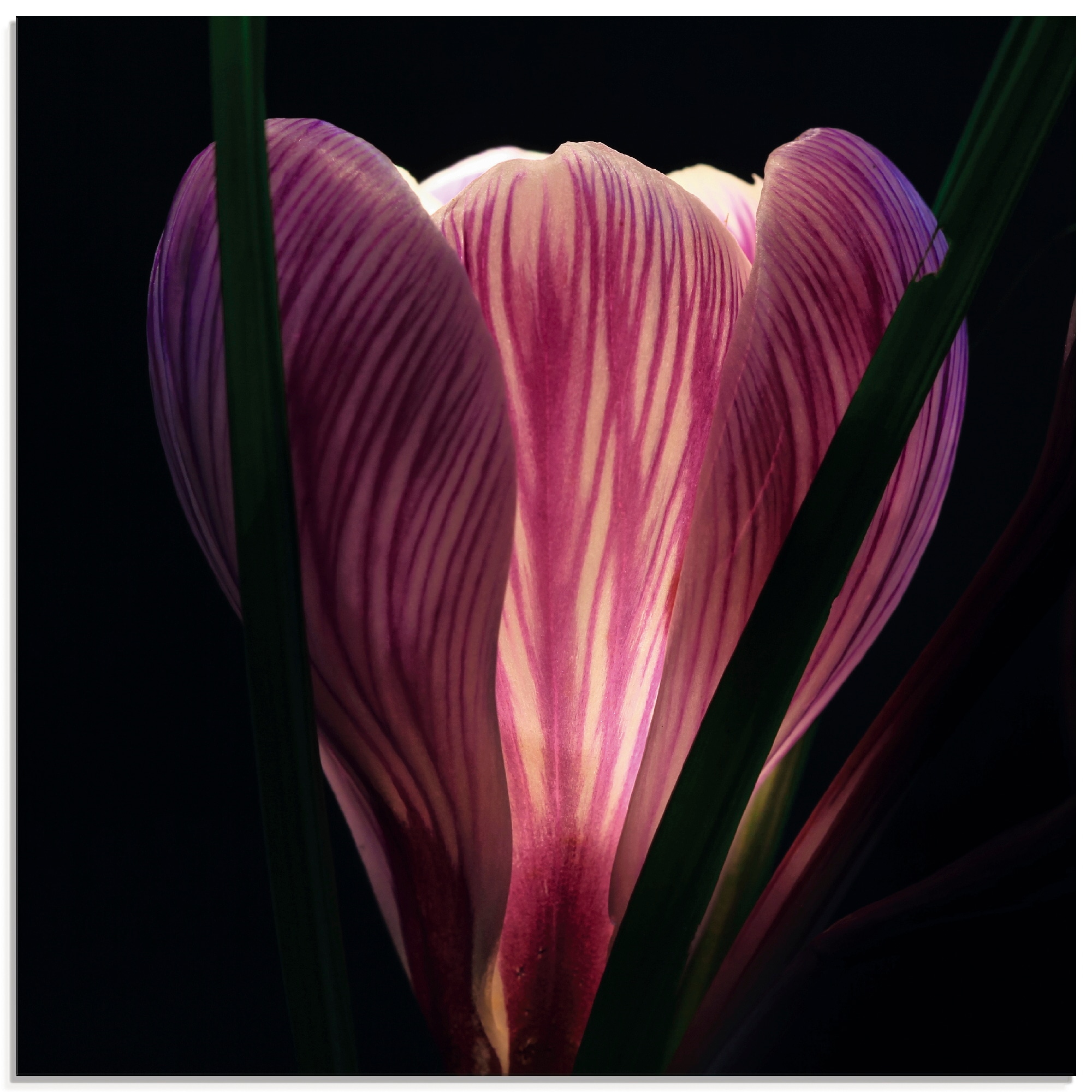 Artland Glasbild »Beleuchtet«, Blumen, (1 St.), in verschiedenen Größen