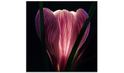 Glasbild »Beleuchtet«, Blumen, (1 St.)