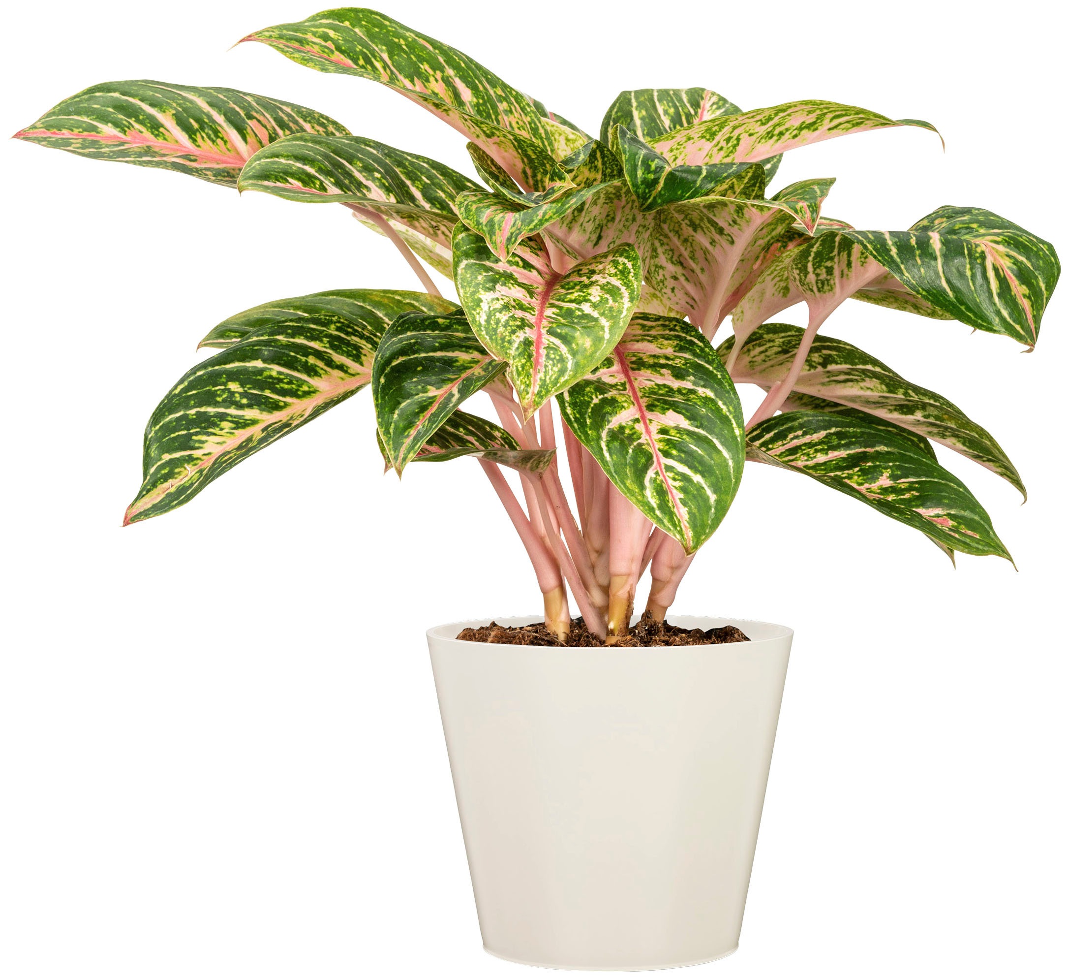Scheurich Blumentopf »40/226«