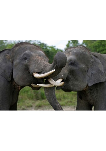 Papermoon Fototapetas »Elefanten spielen«