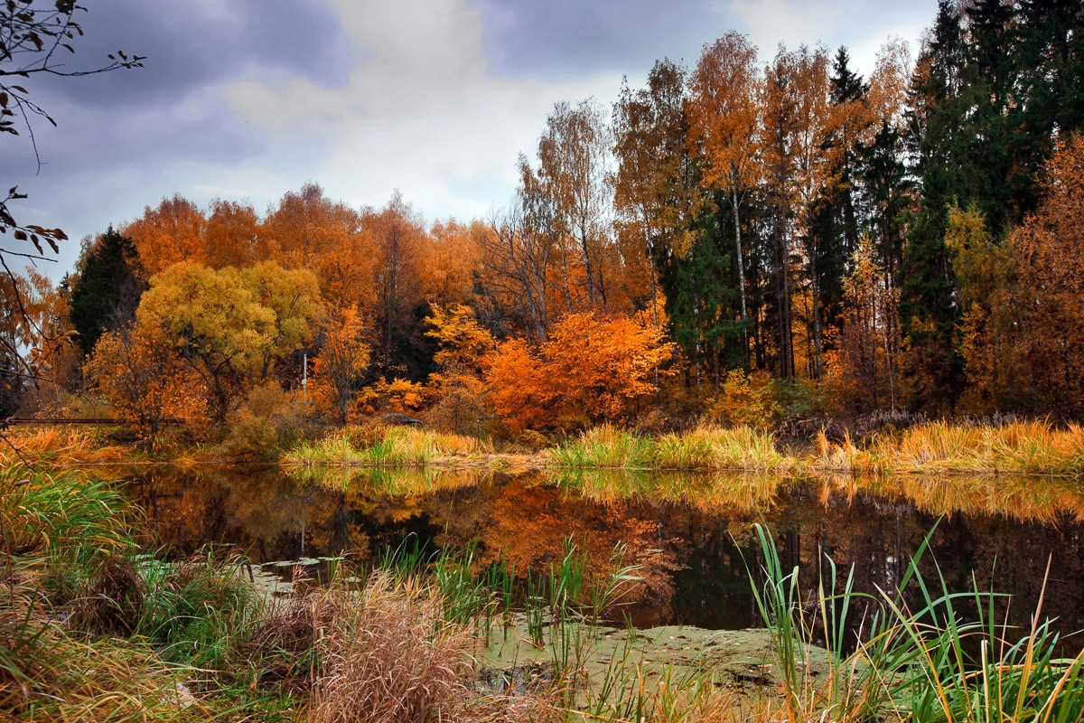 Papermoon Fototapete "Fluss am Wald"