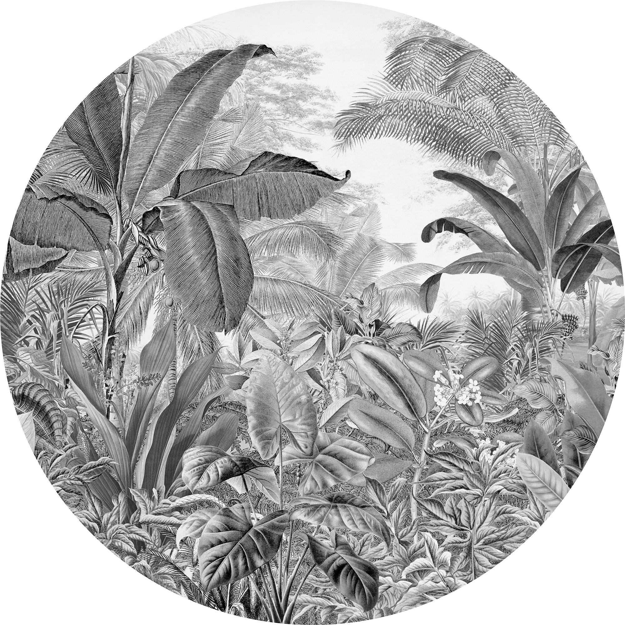 Komar Fototapetas »Wild Woods« 125x125 cm (B...