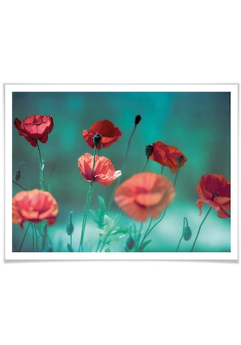 Wall-Art Poster »Mohn Aquamarin« Pflanzen (1 St...