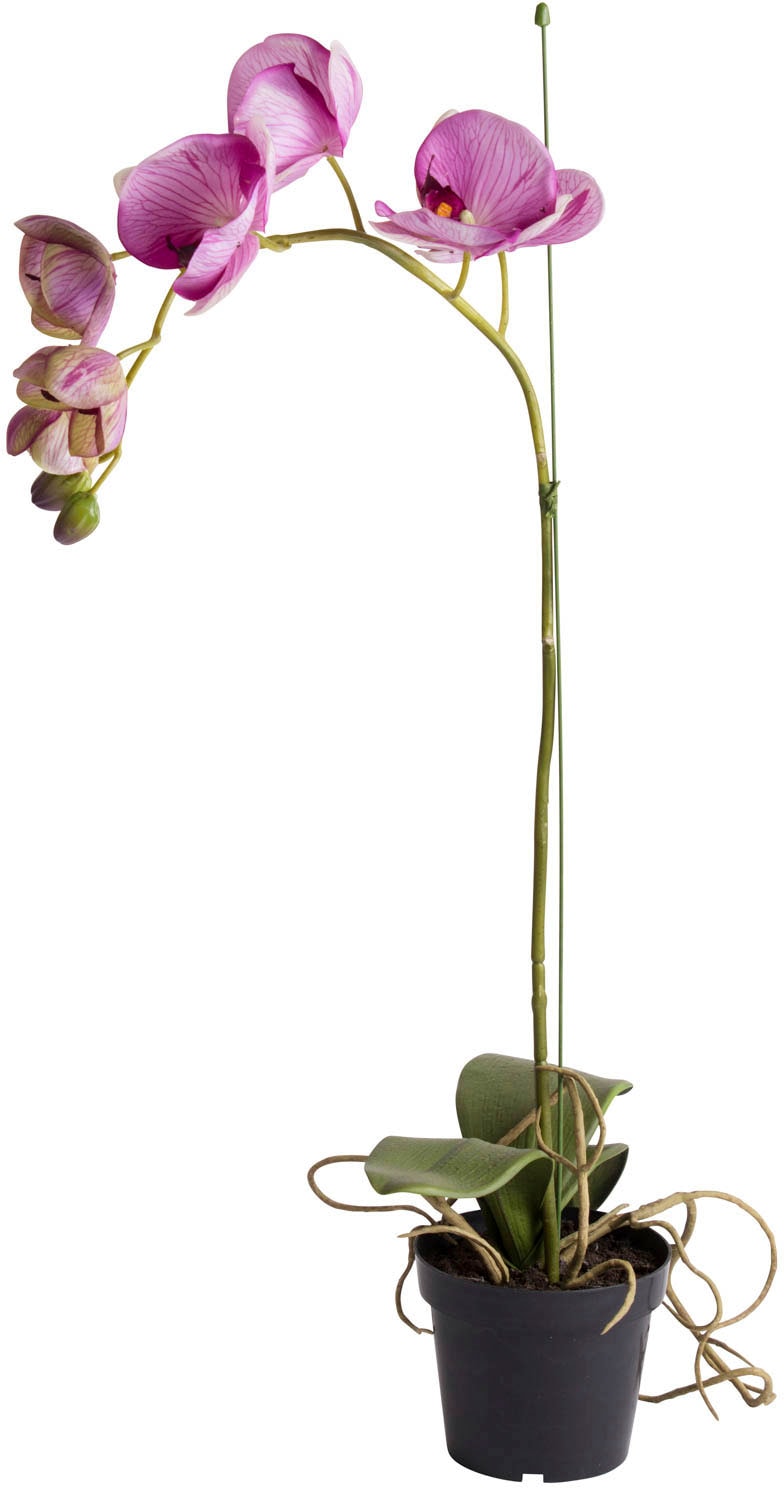 Botanic-Haus Kunstorchidee »Orchidee« BAUR bestellen 