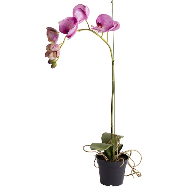 Botanic-Haus Kunstorchidee »Orchidee« bestellen | BAUR