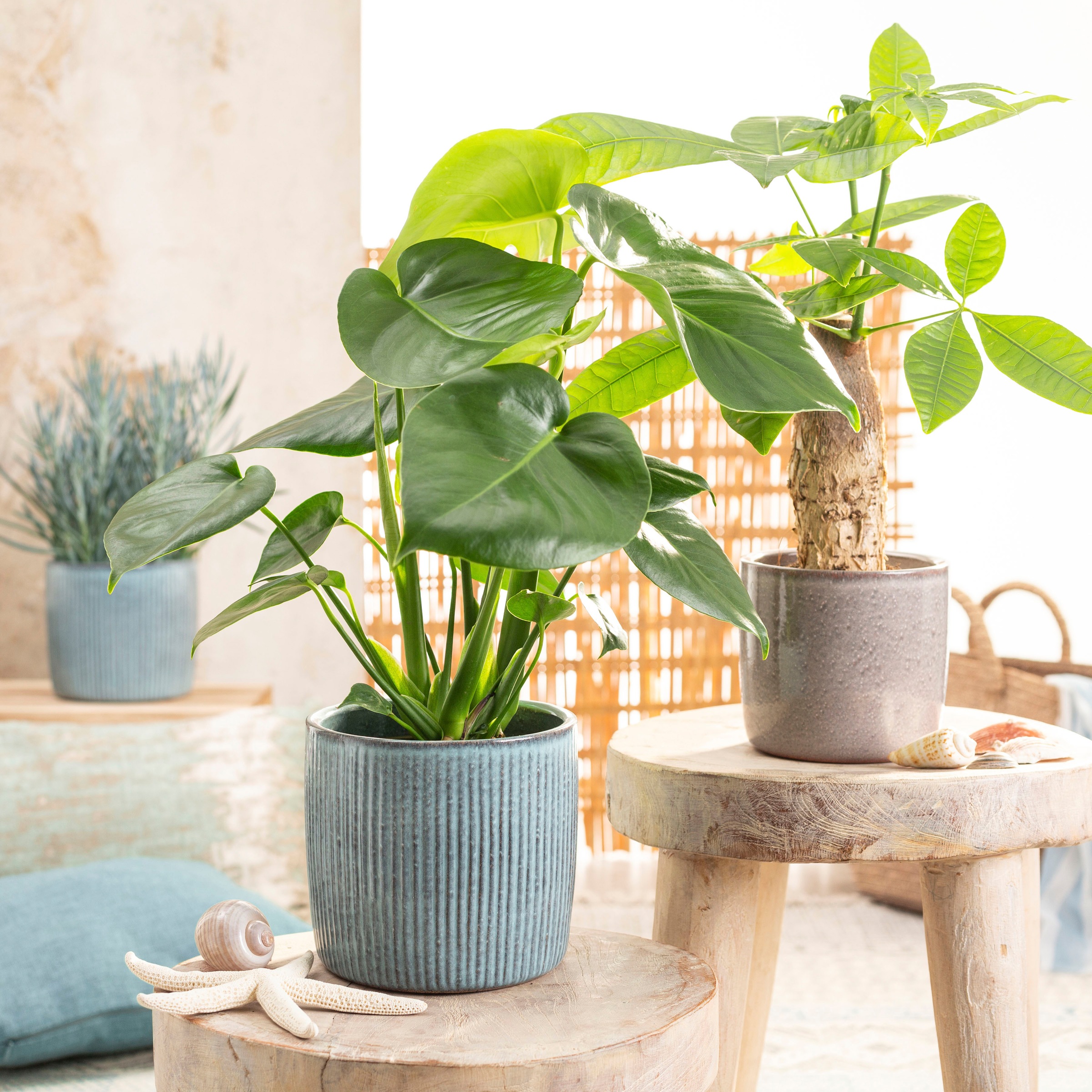 Scheurich Blumentopf »909/21 lagoon«