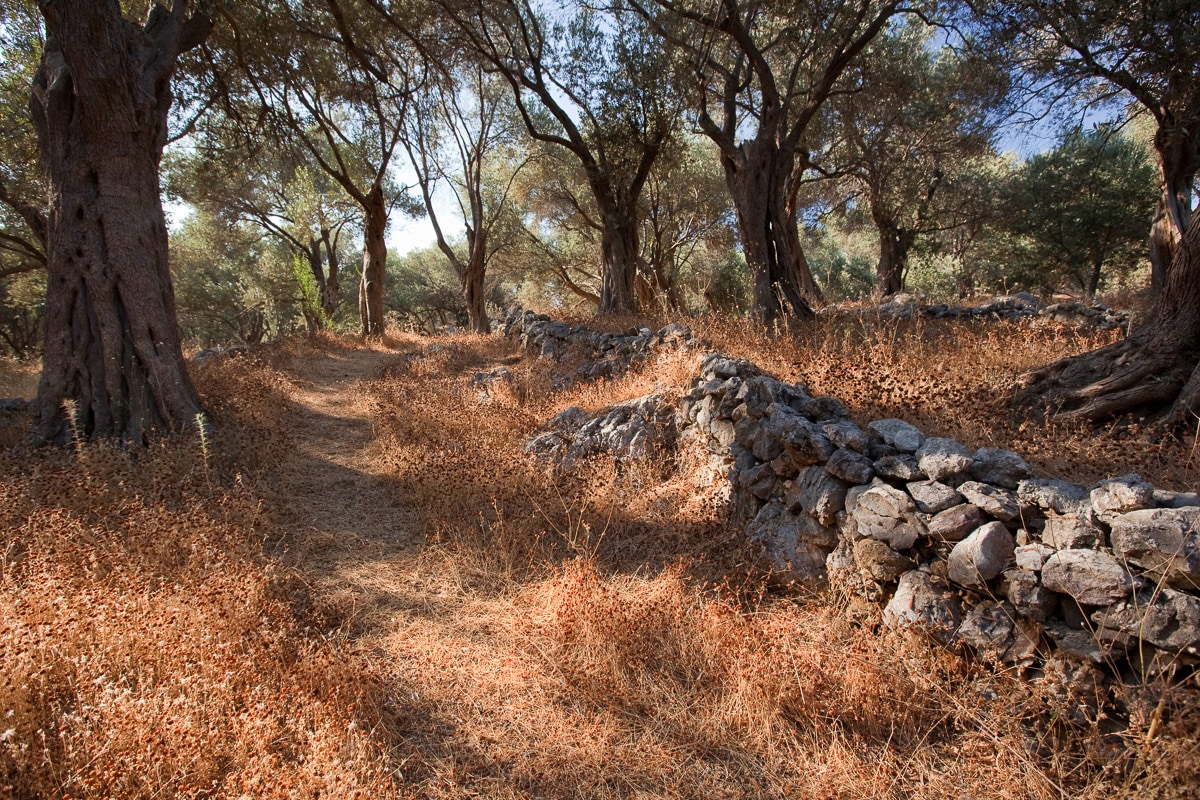 Papermoon Fototapete "Waldweg"
