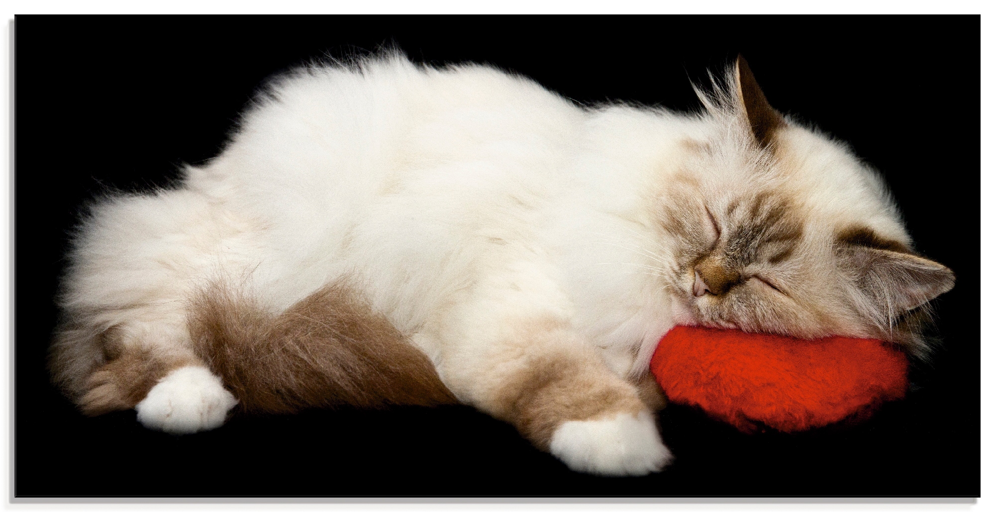 Artland Glasbild »Müde Katze«, Haustiere, (1 St.), in verschiedenen Größen  bestellen | BAUR