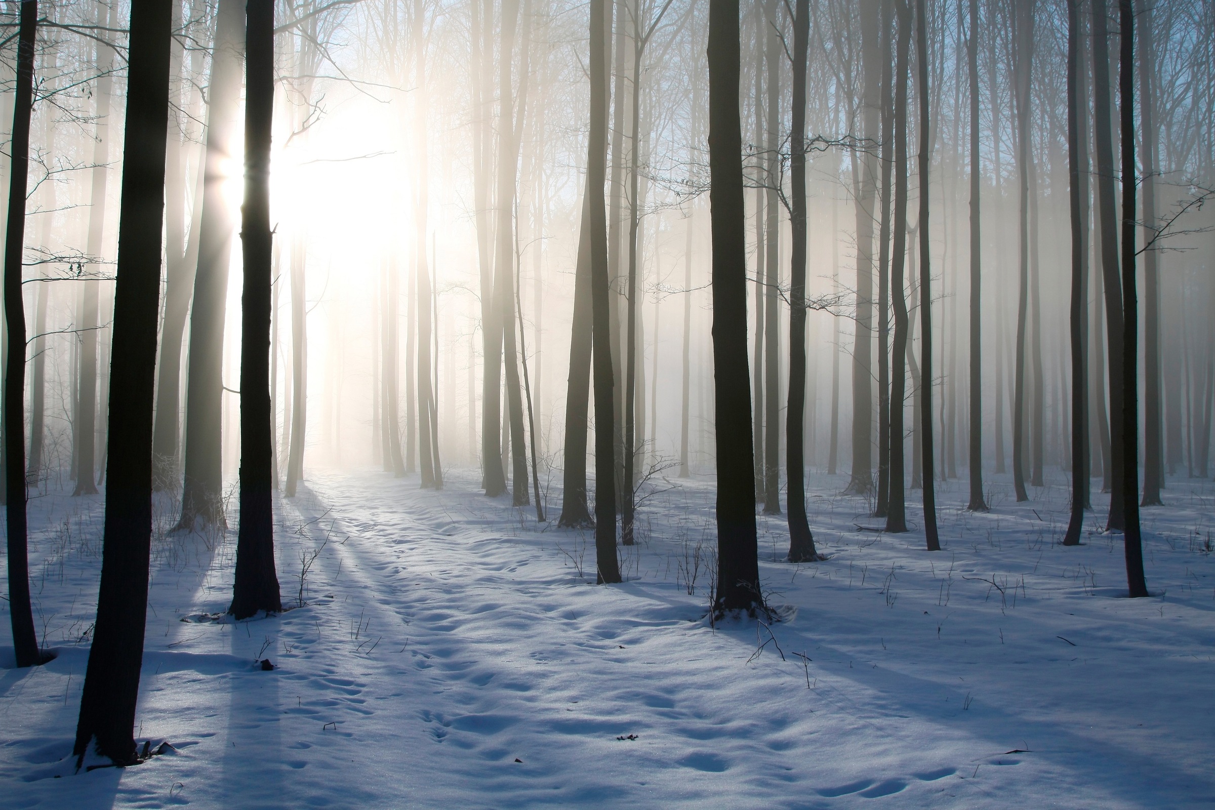 Papermoon Fototapete "Misty Winter Forest" glatt