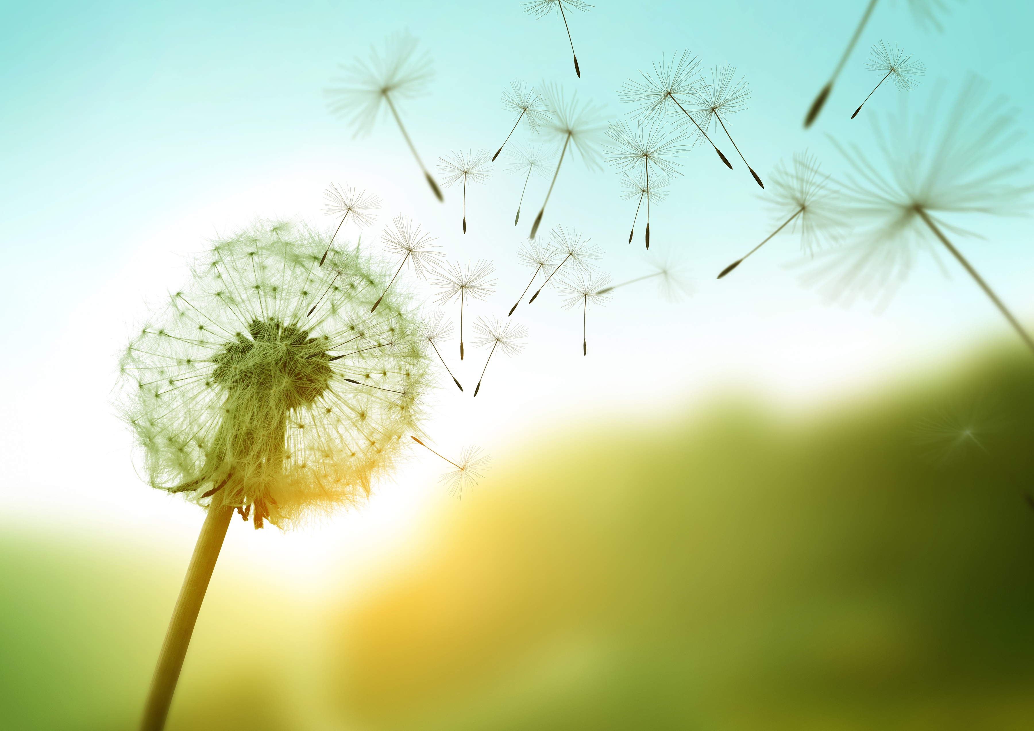 Papermoon Fototapete "Dandelion in the Wind" glatt