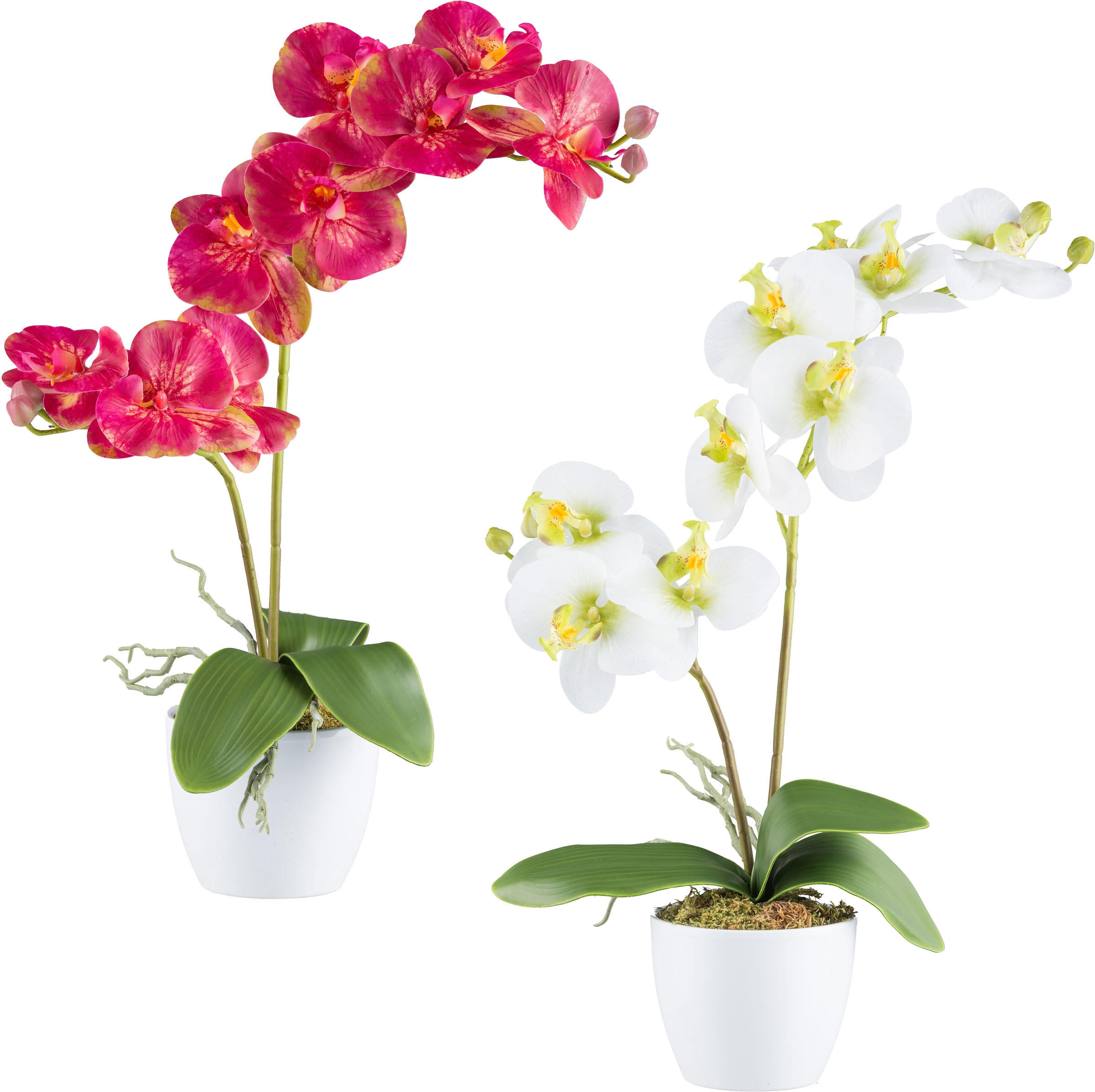 Kunstorchidee »Orchidee Phalaenopsis«, mit real-touch-Blüten