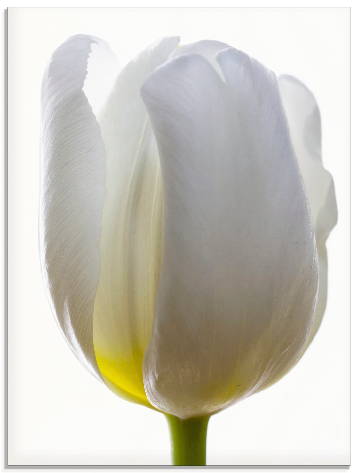 Artland Glasbild "Weiße Tulpe", Blumen, (1 St.), in verschiedenen Größen