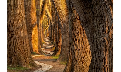 Fototapete »Wooden Guards«