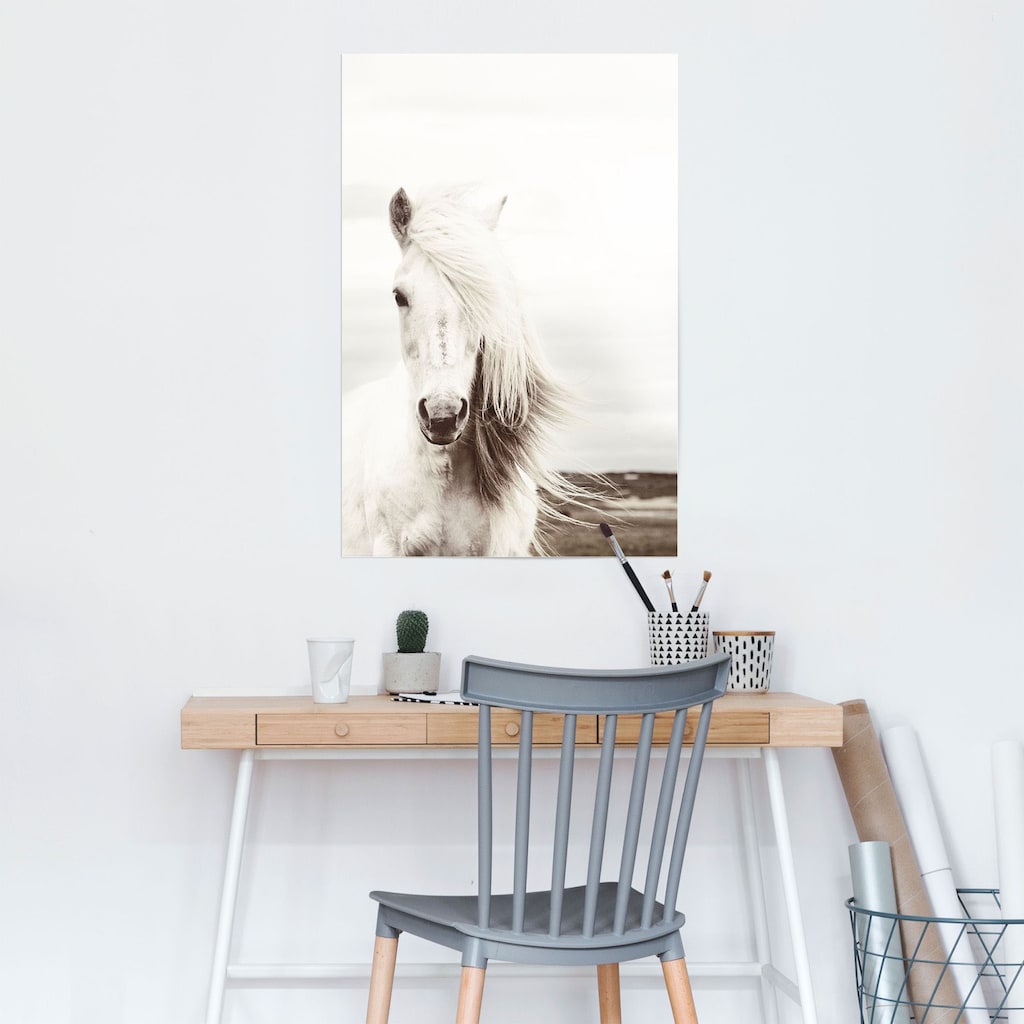 Reinders! Poster »Poster Weißes Pferd«, Pferde, (1 St.)