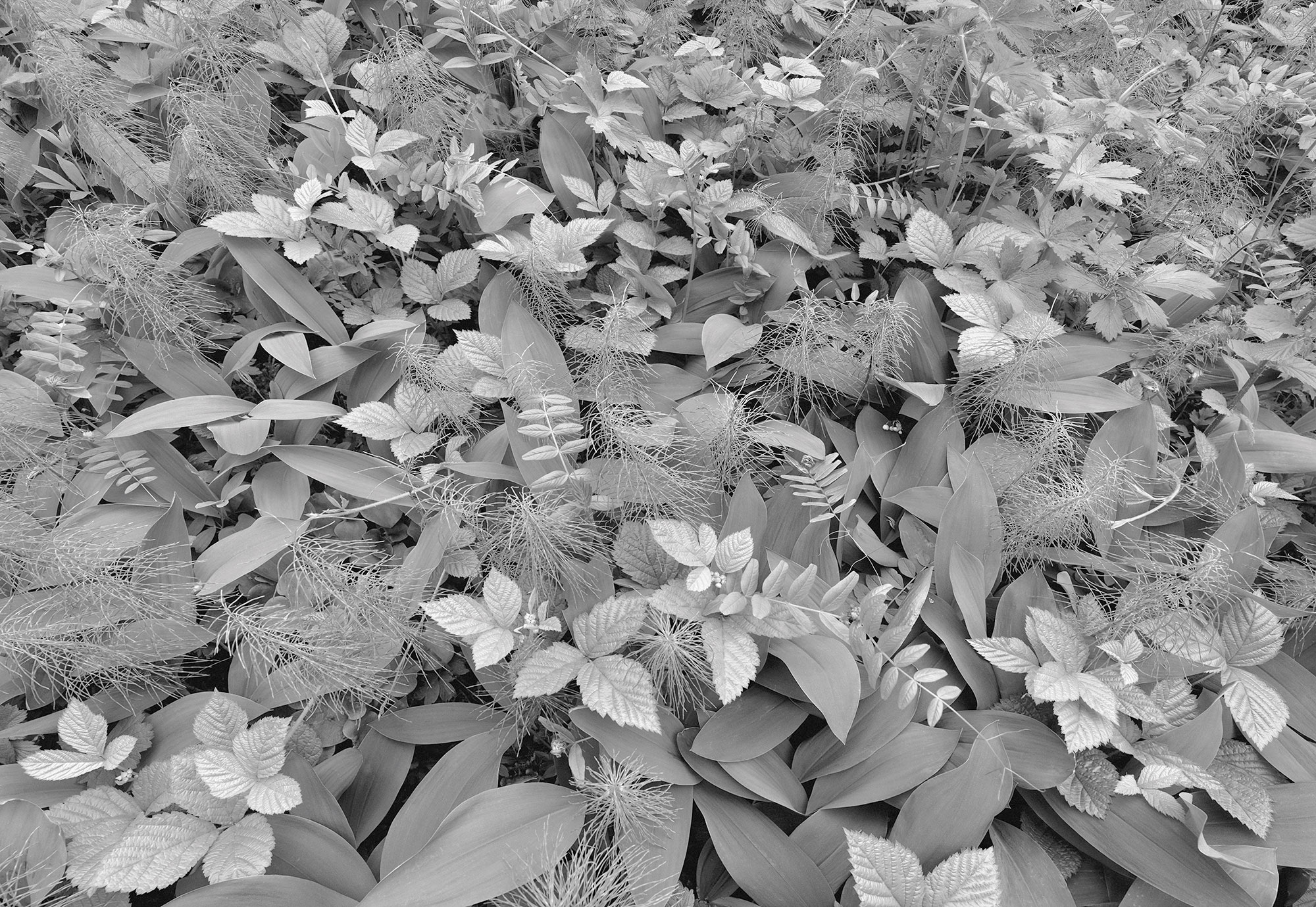 Komar Fototapete »Papier Fototapete - Forest Floor - Größe 368 x 254 cm« Motiv | bedruckt glatt