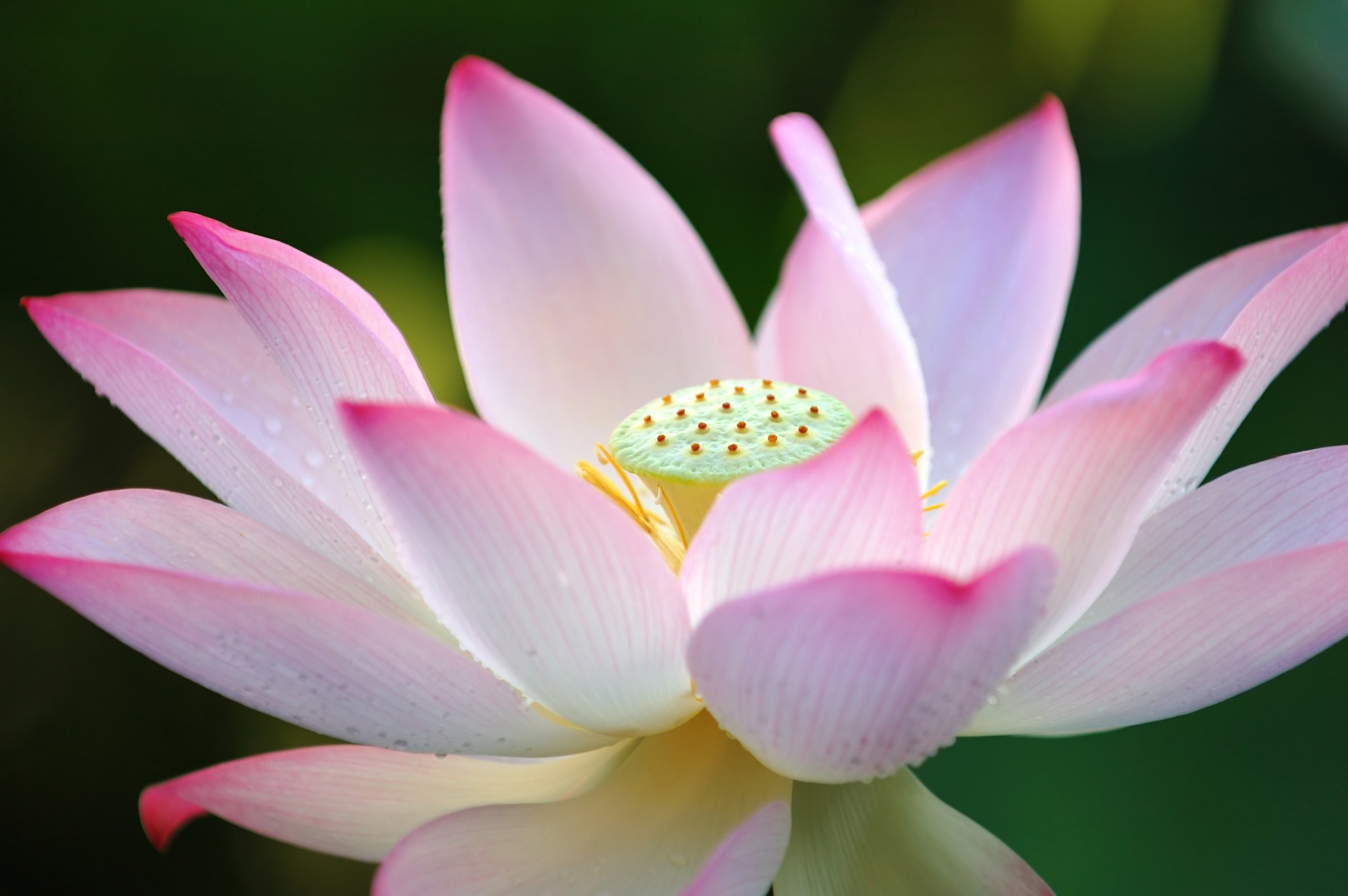 Papermoon Fototapete "Lotus Flower" glatt