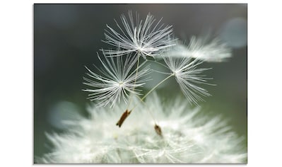 Glasbild »Pusteblume Facility«, Blumen, (1 St.)