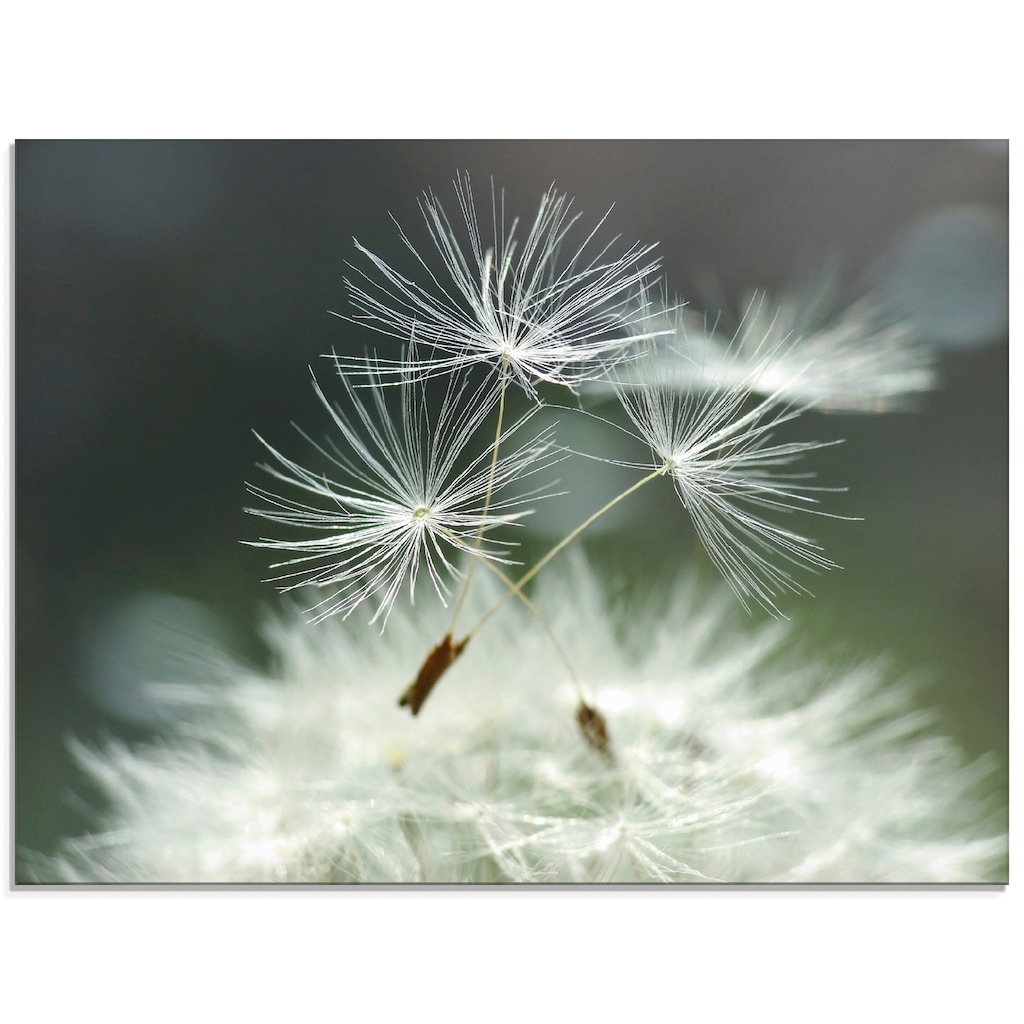 Artland Glasbild »Pusteblume Facility«, Blumen, (1 St.)