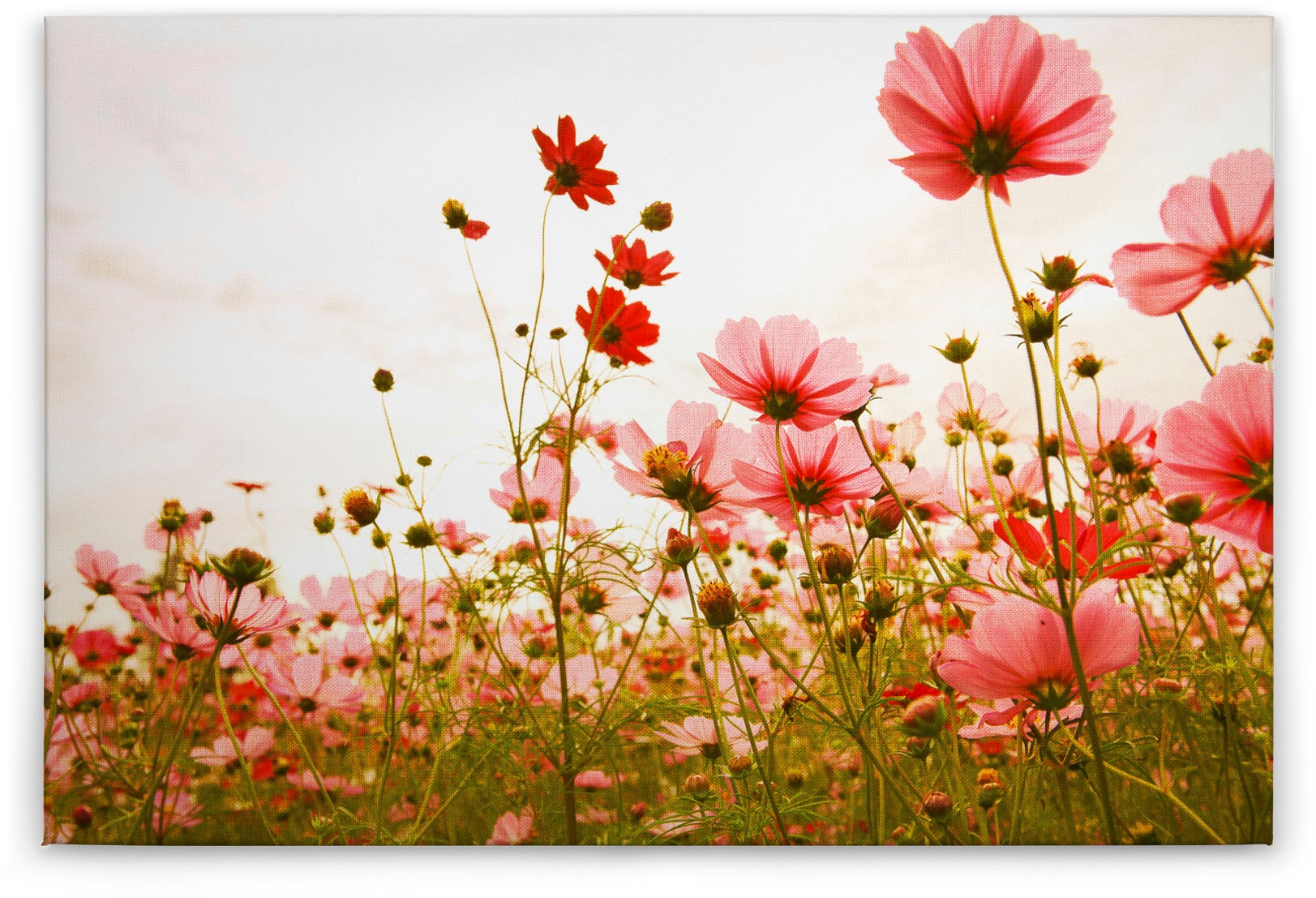 A.S. Création Leinwandbild »Flower Meadow«, Blumen, (1 St.), Mohnblume Keilrahmen Blumenwiese