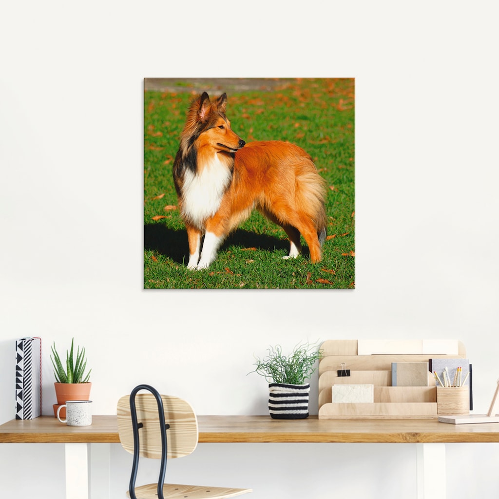 Artland Glasbild »Amerikanischer Collie«, Haustiere, (1 St.)