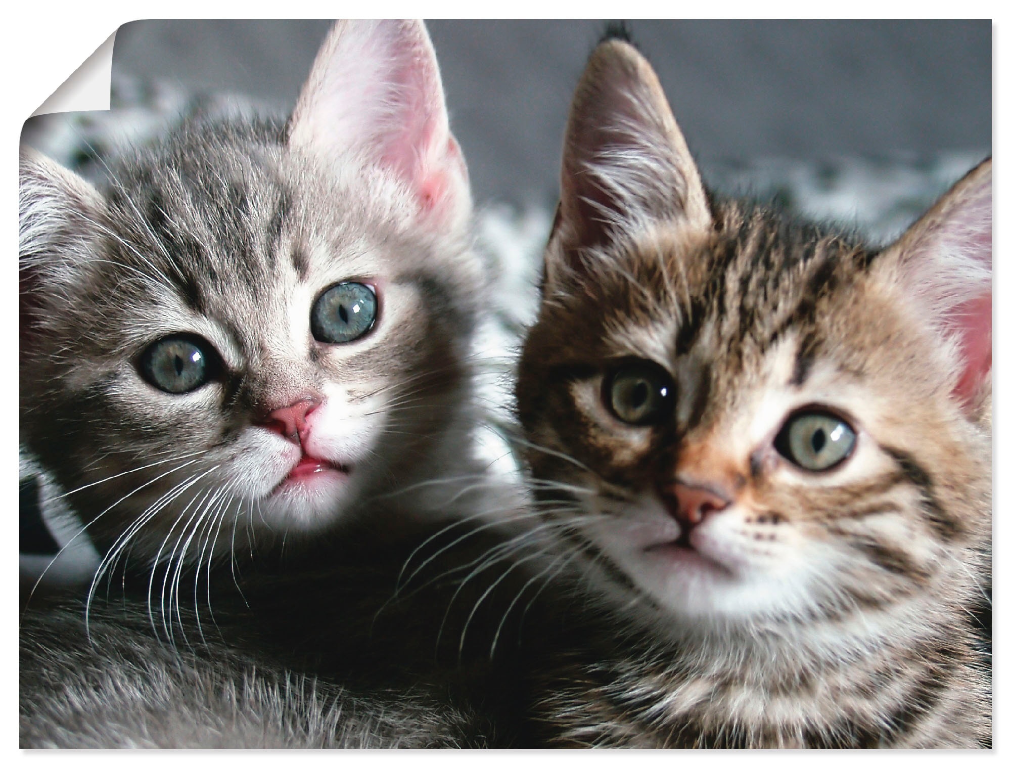 Artland Wandbild »Katze«, Haustiere, oder Poster versch. | Alubild, Größen St.), BAUR kaufen (1 Wandaufkleber Leinwandbild, in als