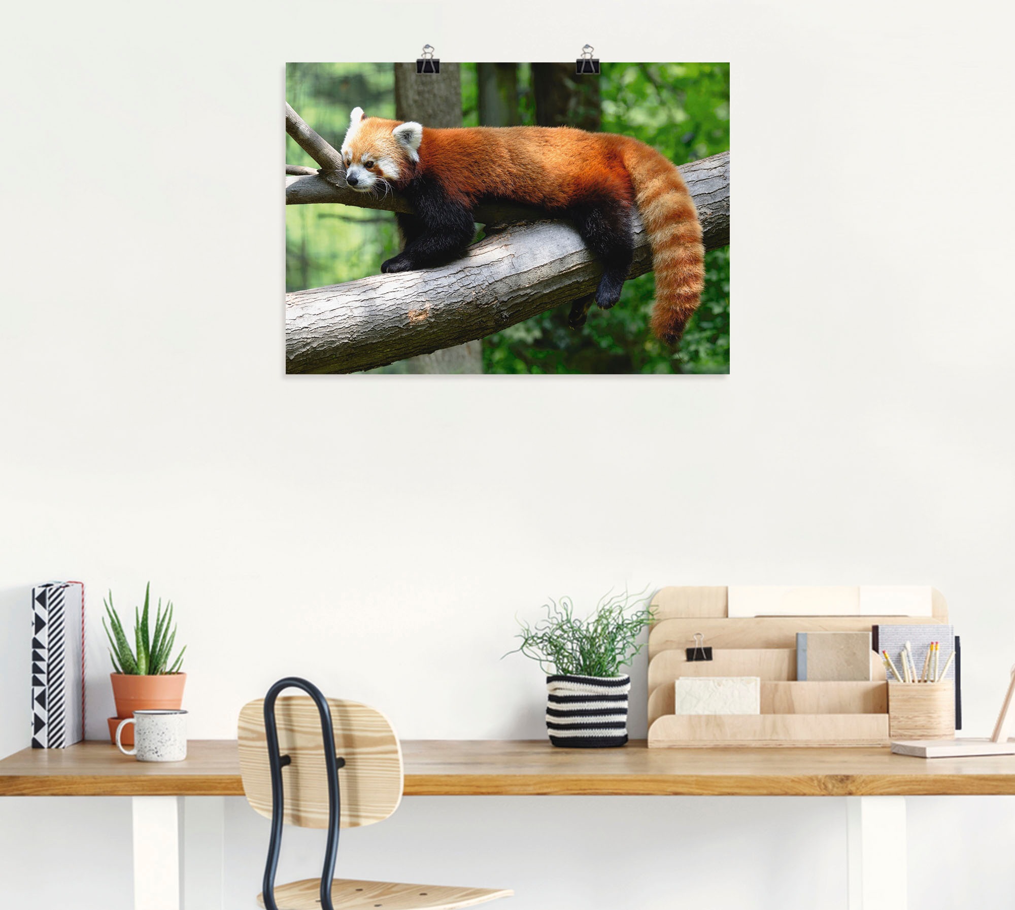 Artland Wandbild "Roter Panda", Wildtiere, (1 St.), als Poster, Wandaufkleb günstig online kaufen