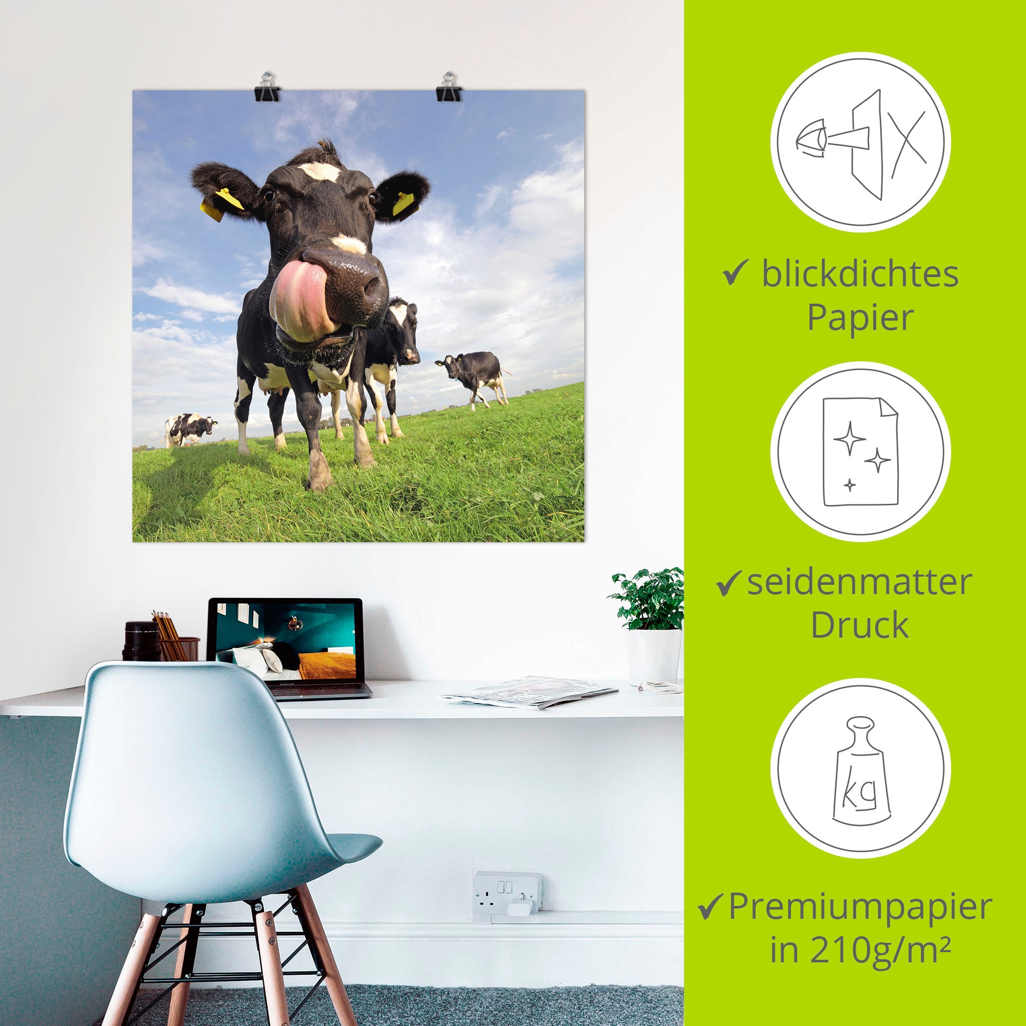 Artland Wandbild »Holstein-Kuh mit gewaltiger Zunge«, Haustiere, (1 St.), als Alubild, Outdoorbild, Leinwandbild, Poster, Wandaufkleber