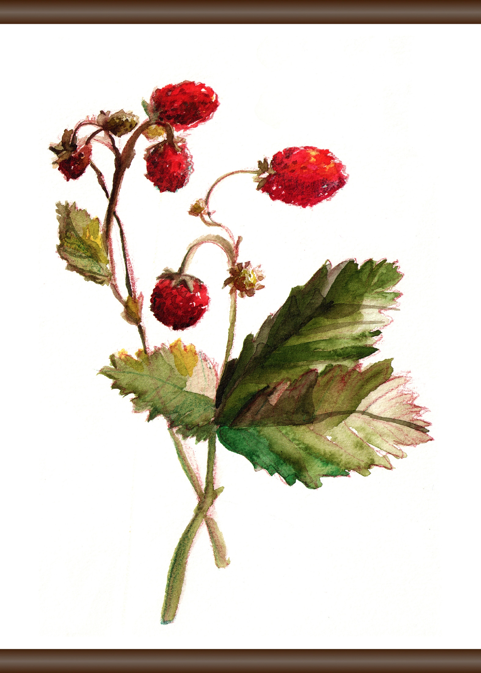 BAUR cm kaufen Leinwandbild »Erdbeer | queence Pflanze«, 50x70