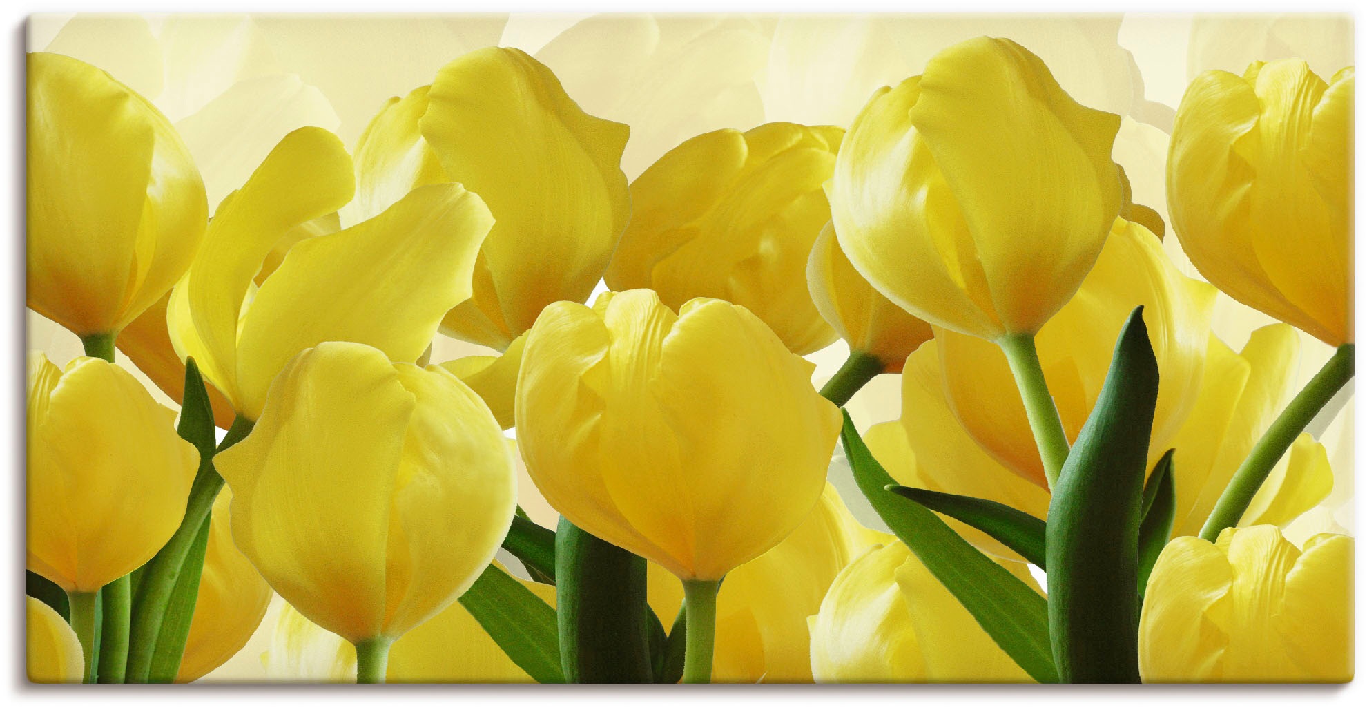 Artland Paveikslas »Tulpenfeld gelb« Blumen (1...