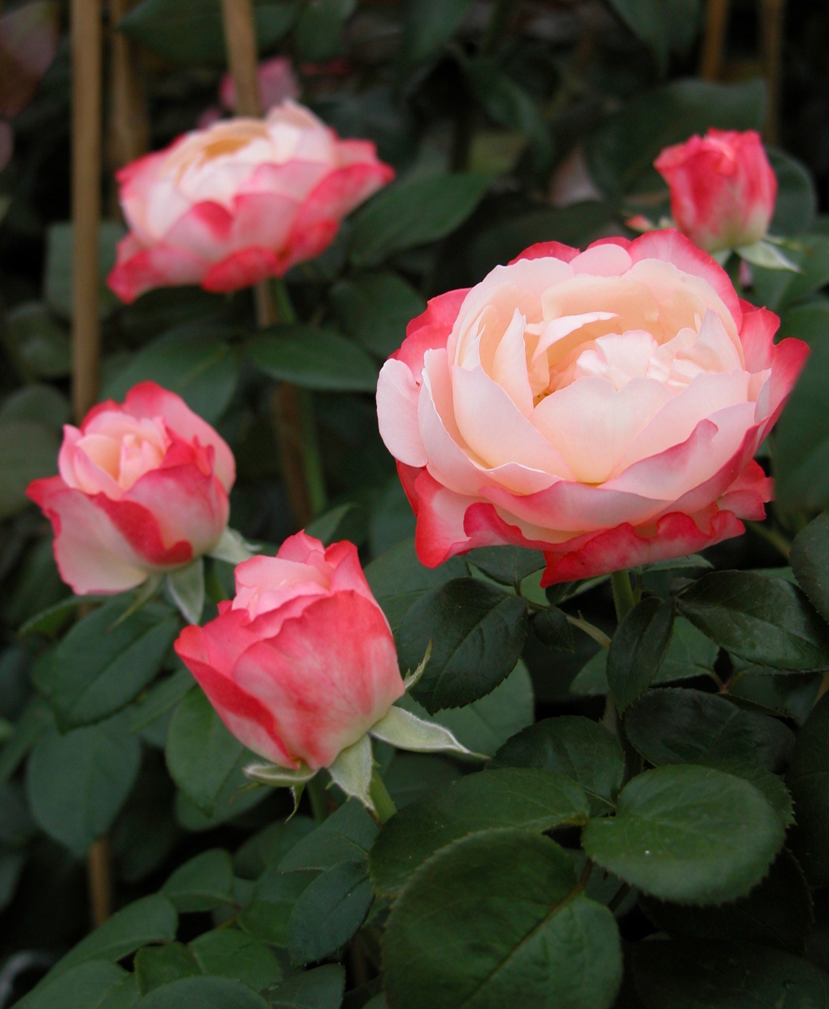 BCM Rose »Edelrose 'Nostalgie'«, (1 St.), Höhe: 35-40 cm kaufen
